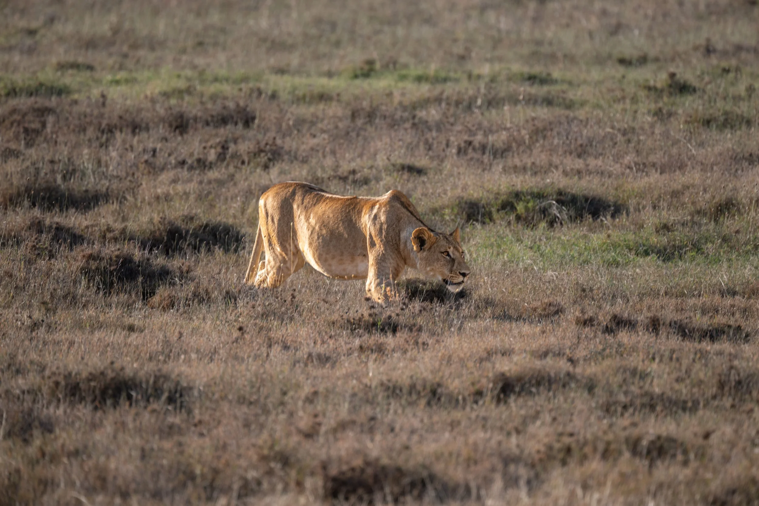 Africa2026VZ8_30482026.jpg