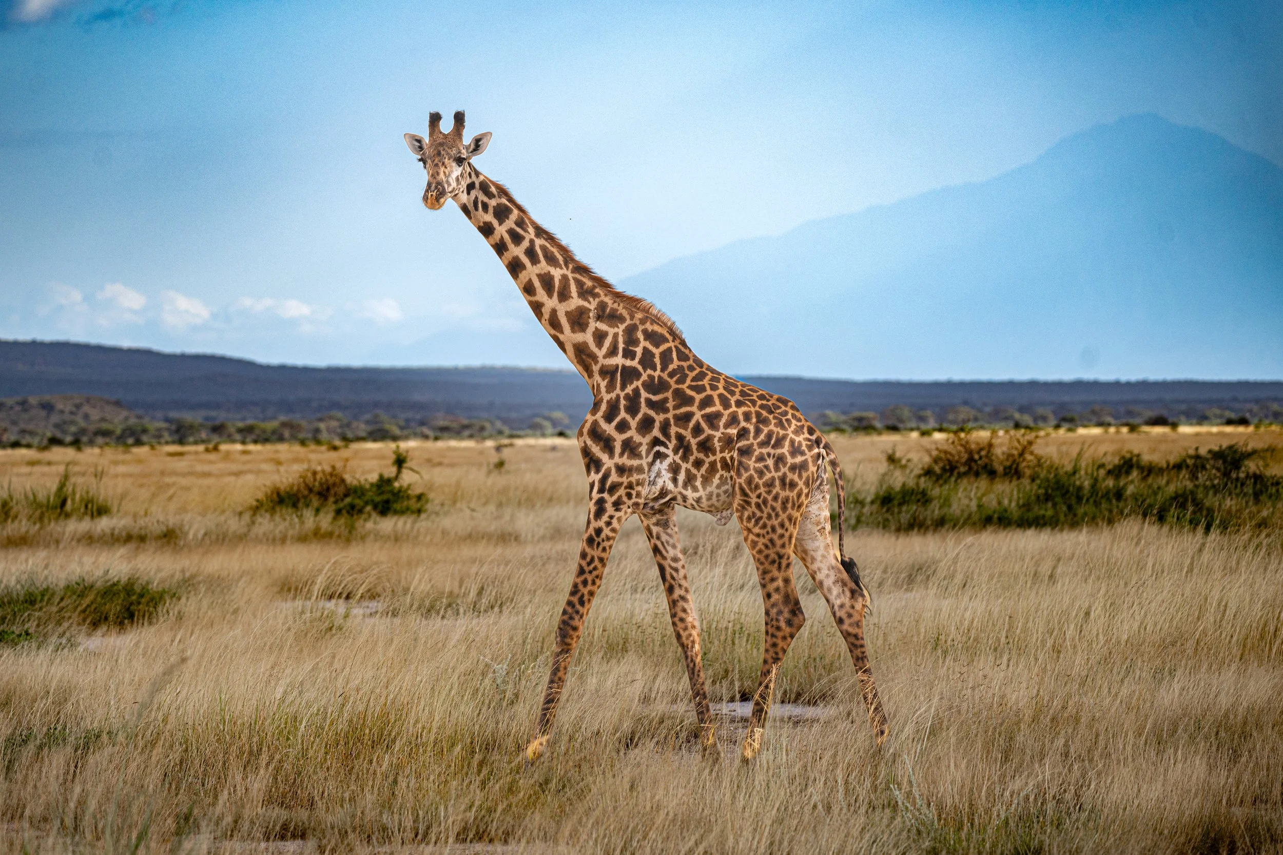 Africa2026VZ8_51942026.jpg