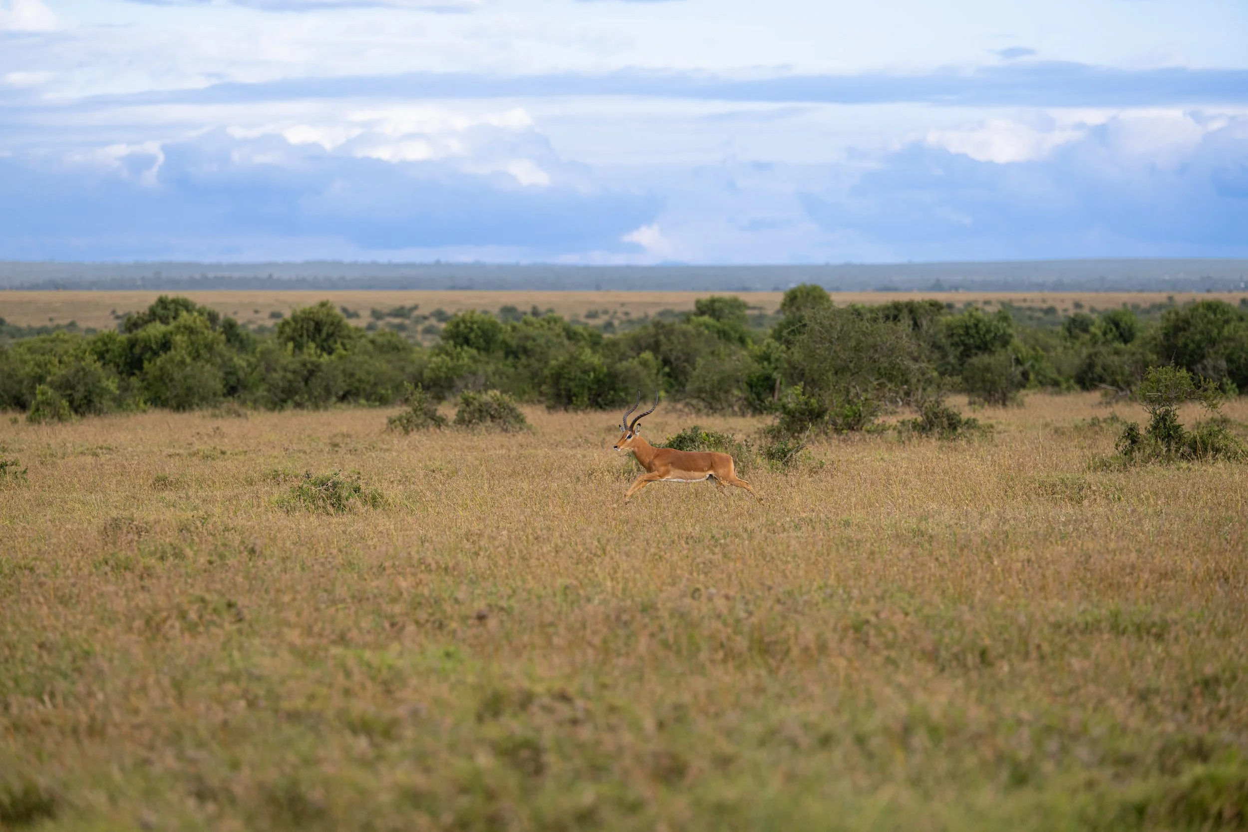 Africa2026Z81_22342026.jpg