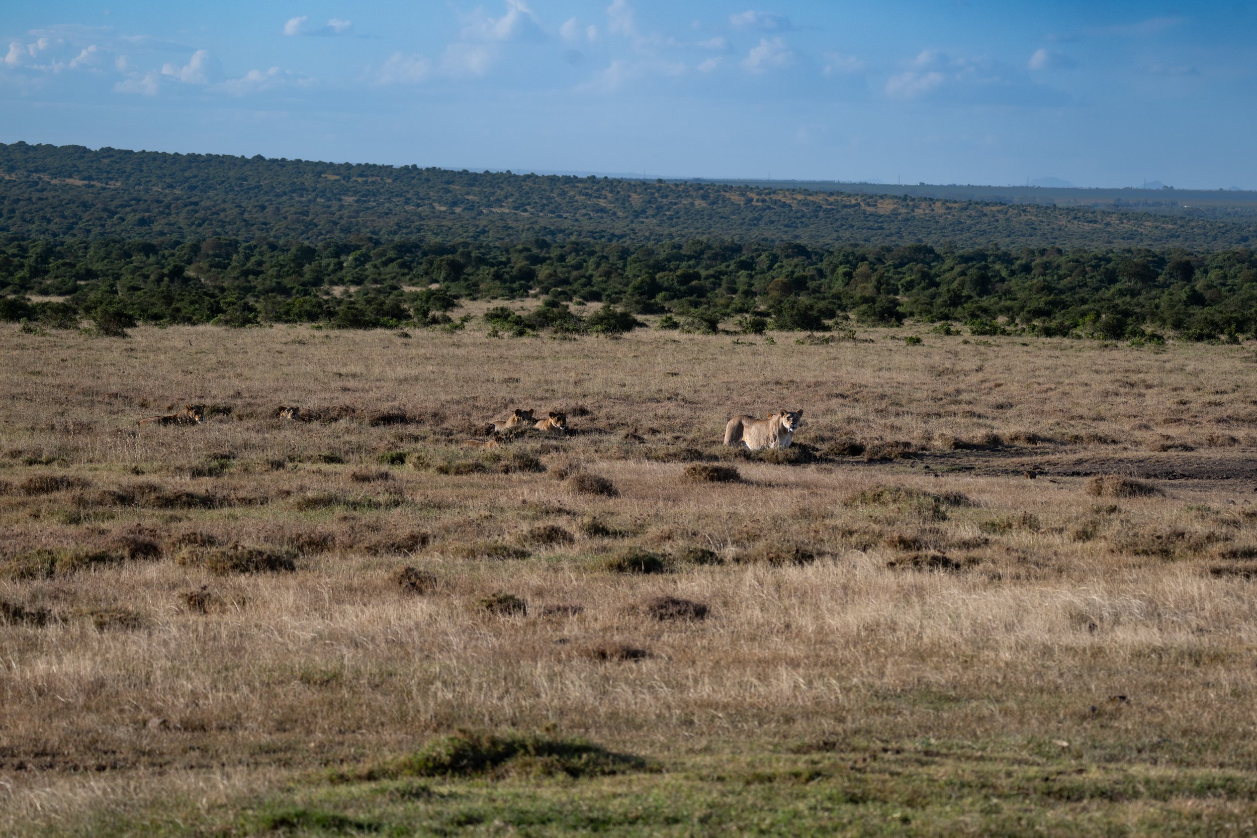 Africa2026VZ8_30452026.jpg