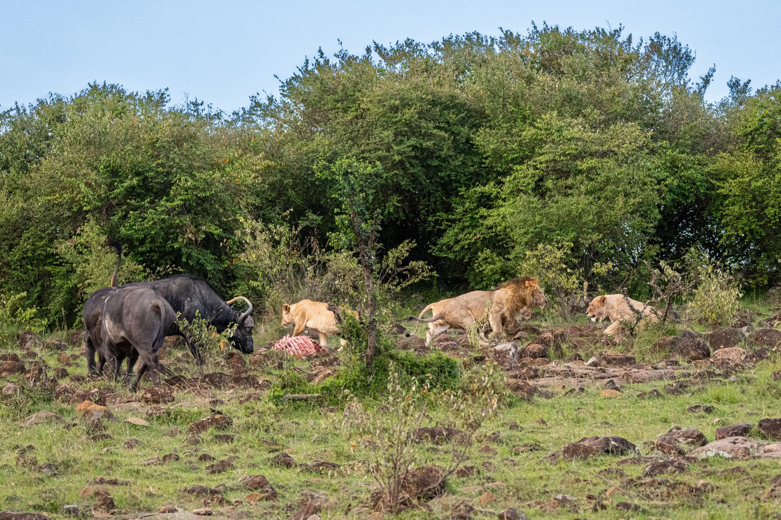 Africa2026VZ8_33282026.jpg