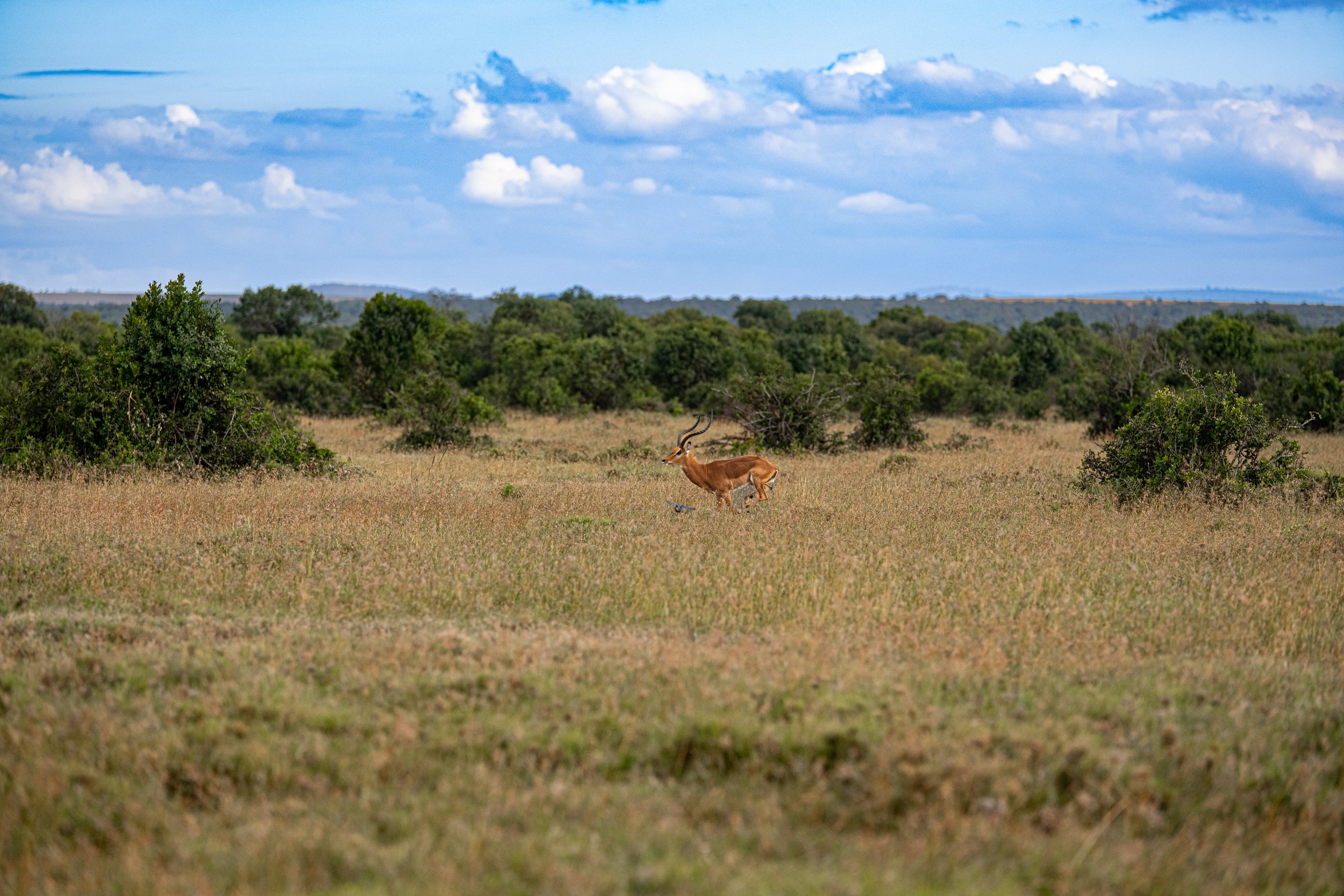 Africa2026Z81_22282026.jpg
