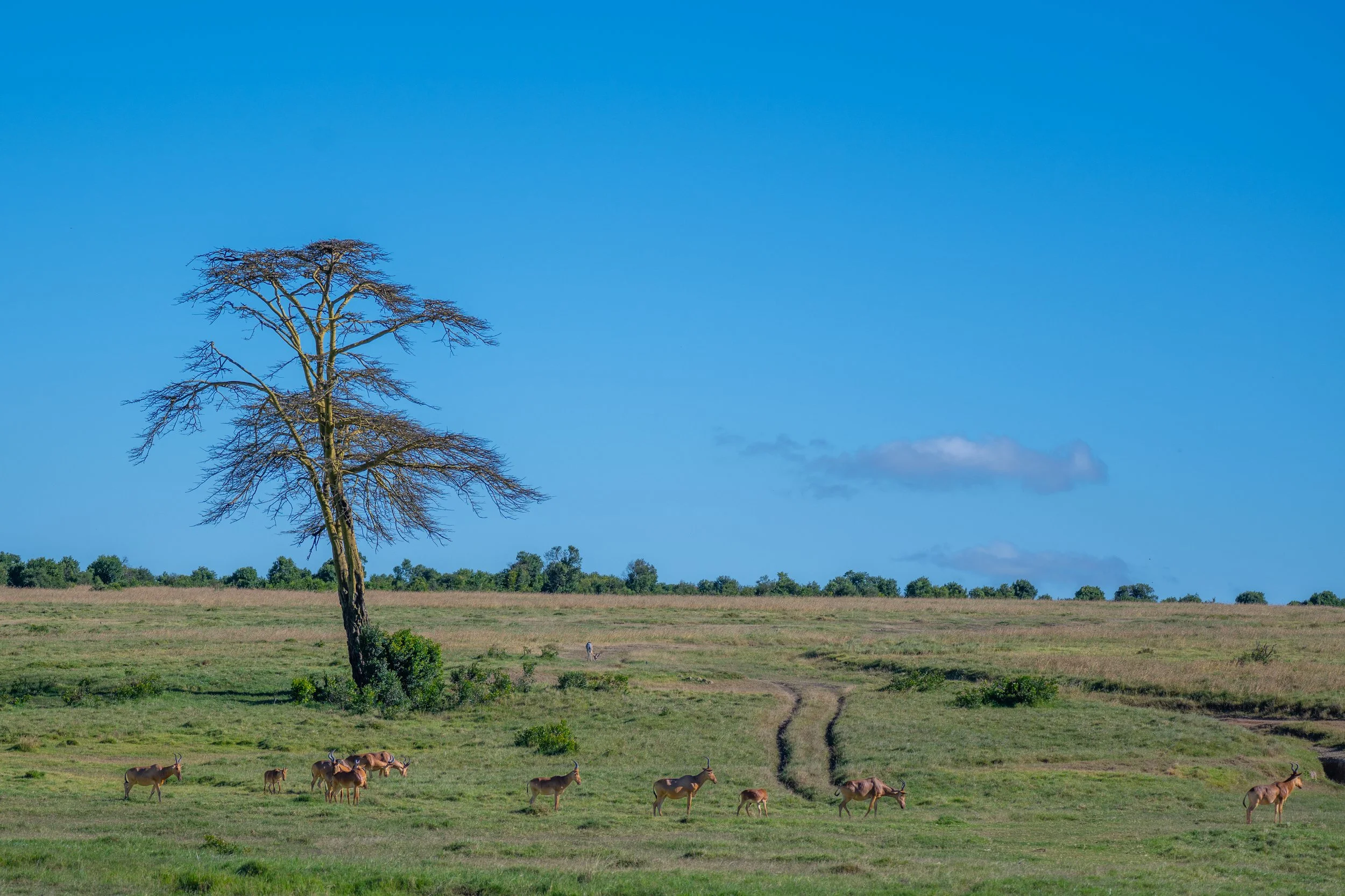 Africa2026VZ8_24532026.jpg