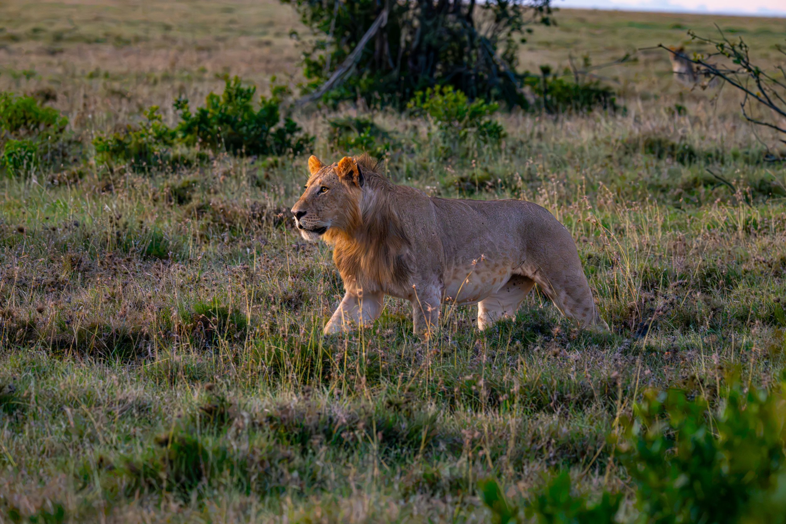 Africa2026VZ8_31982026.jpg
