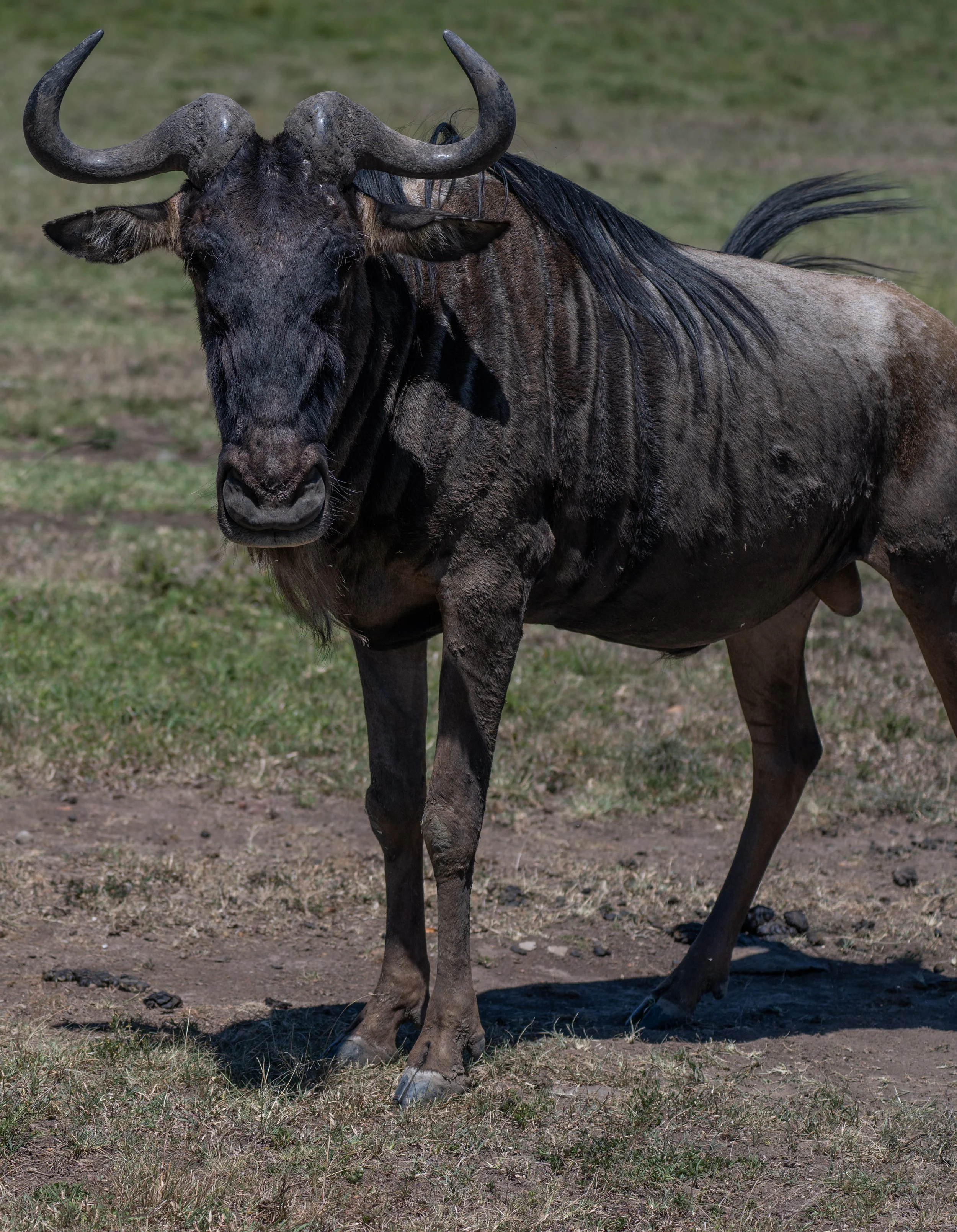 Africa2026VZ8_32152026.jpg