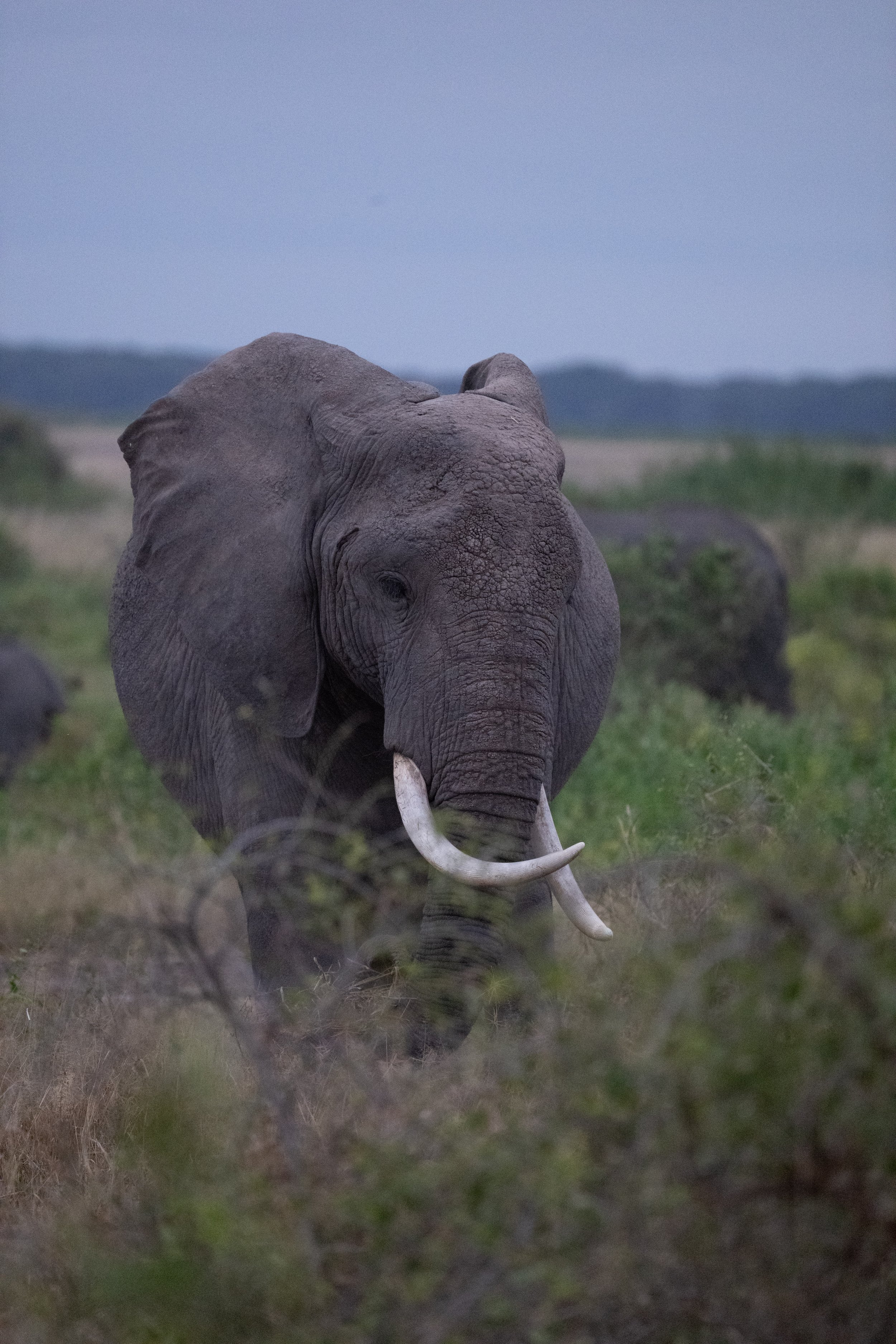 Africa2026VZ8_53882026.jpg