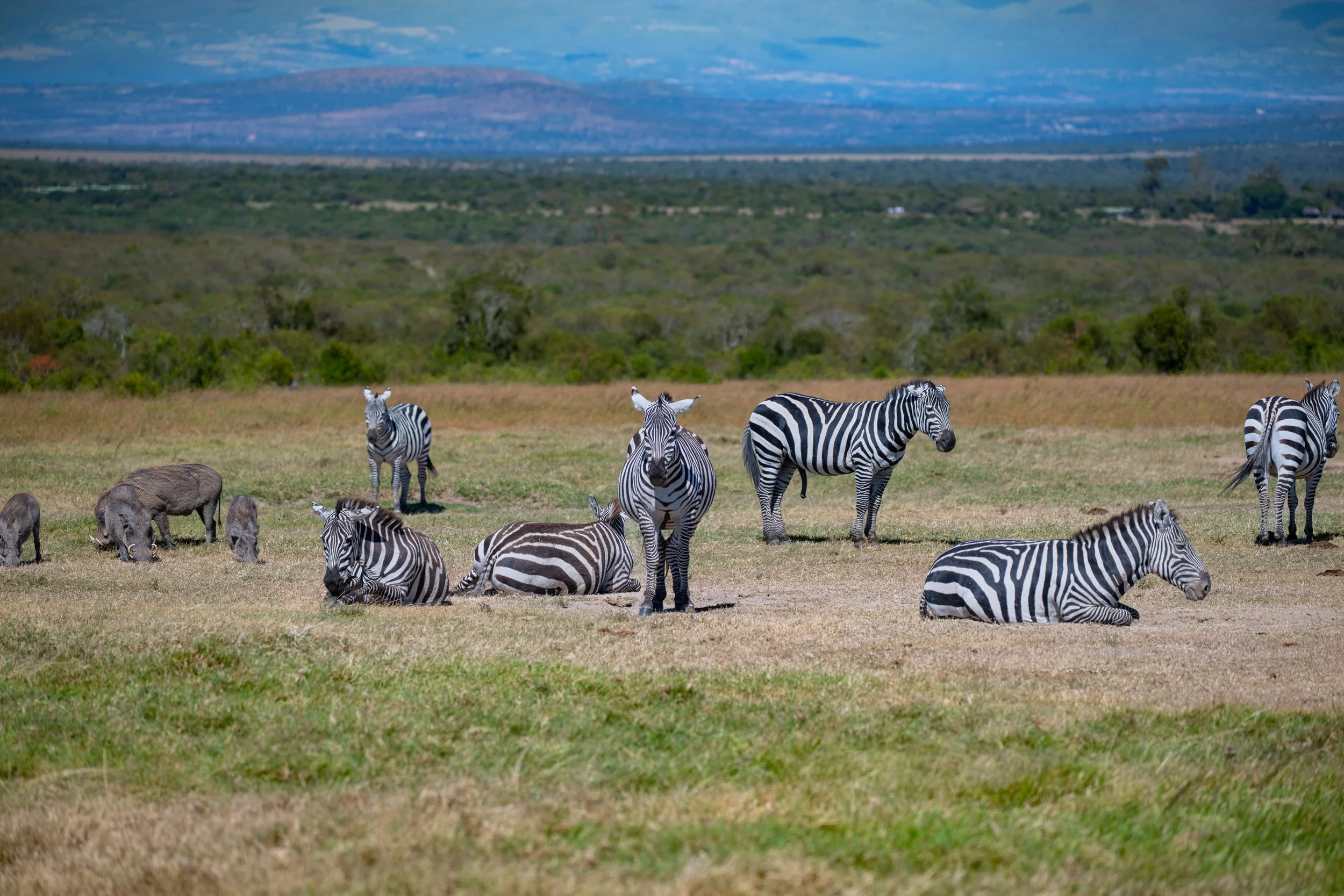 Africa2026VZ8_25642026.jpg