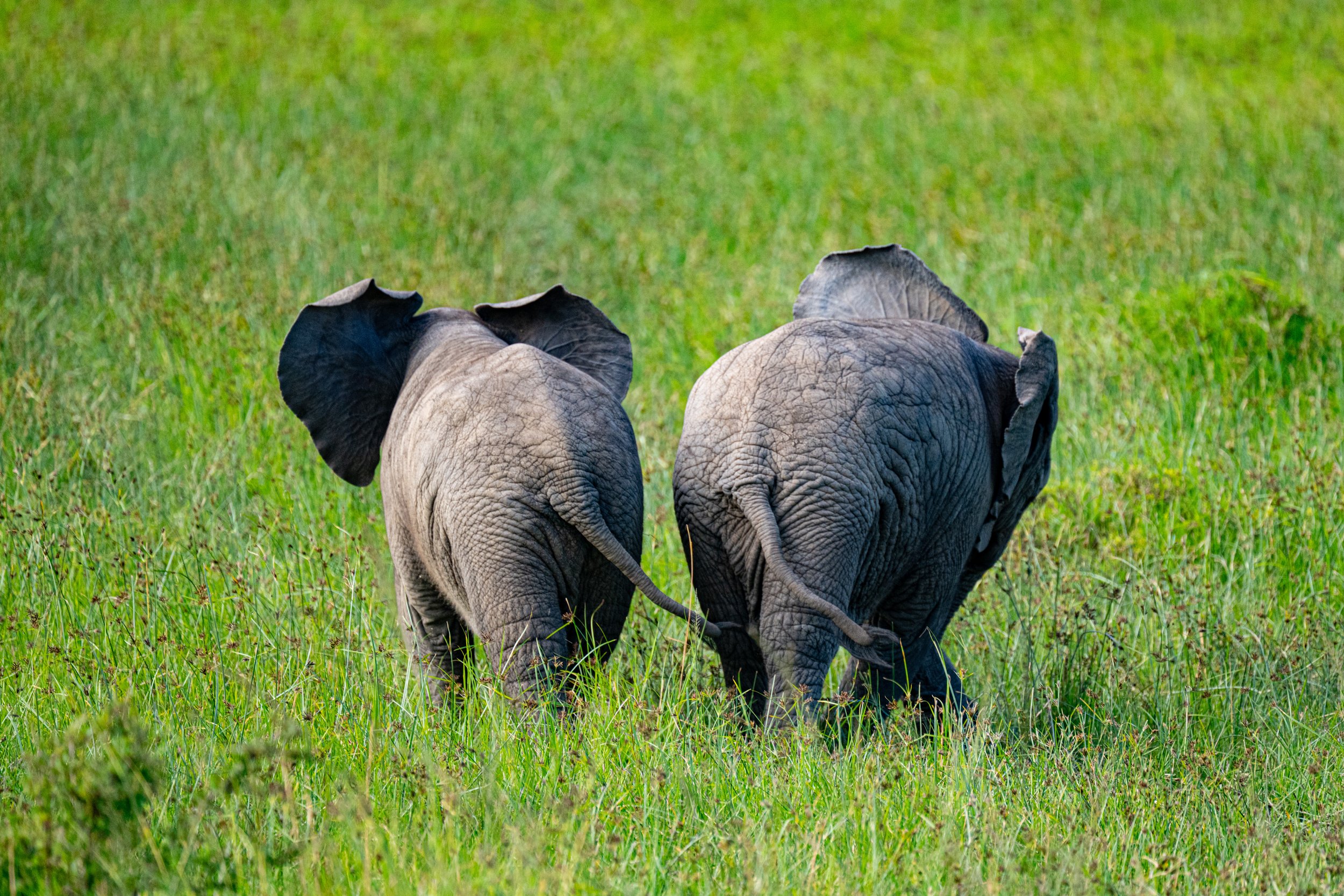 Africa2026VZ8_49172026.jpg