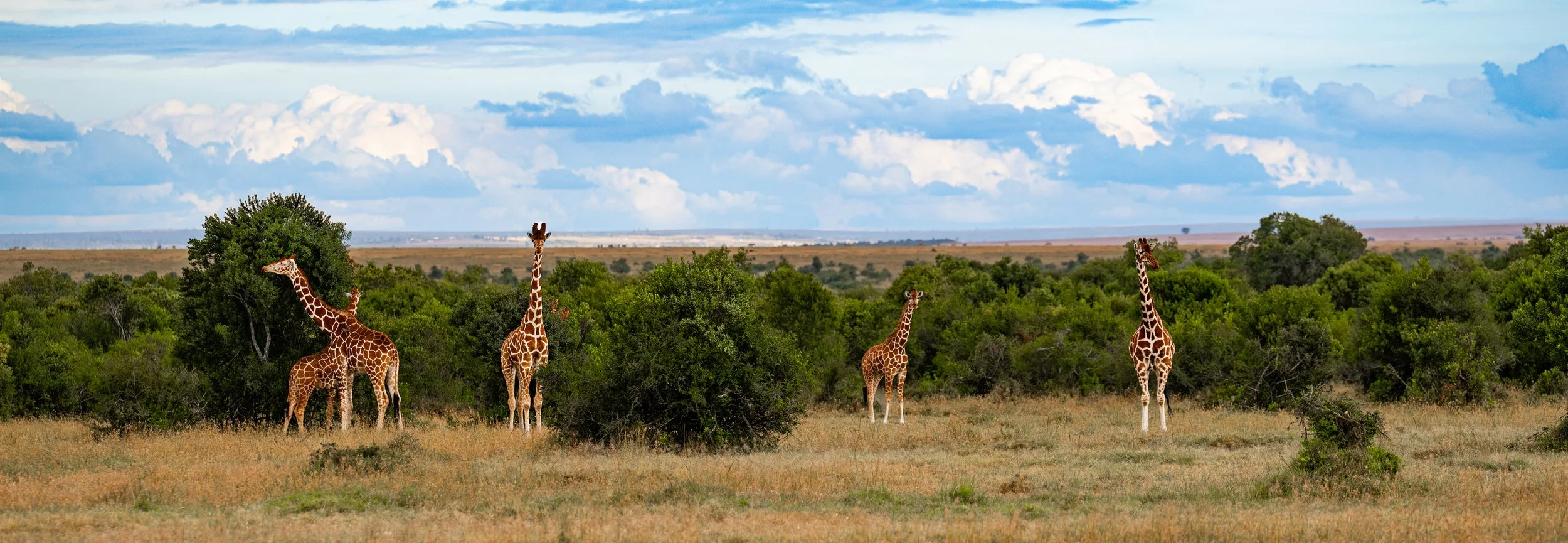 Africa2026Z81_21872026.jpg