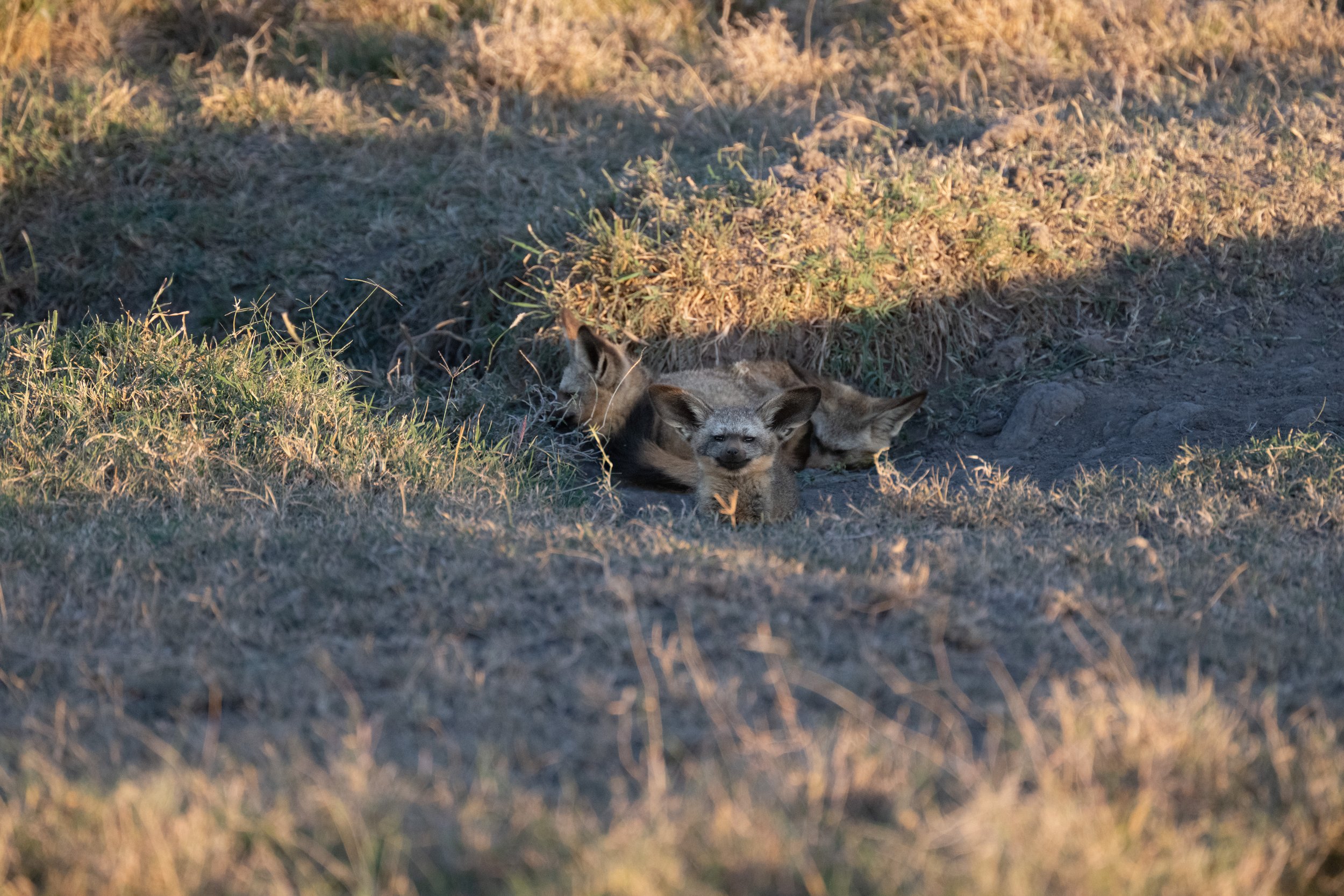 No, these are not birds. They areBat Eared Foxes. This is my only photo of them, so close enough.