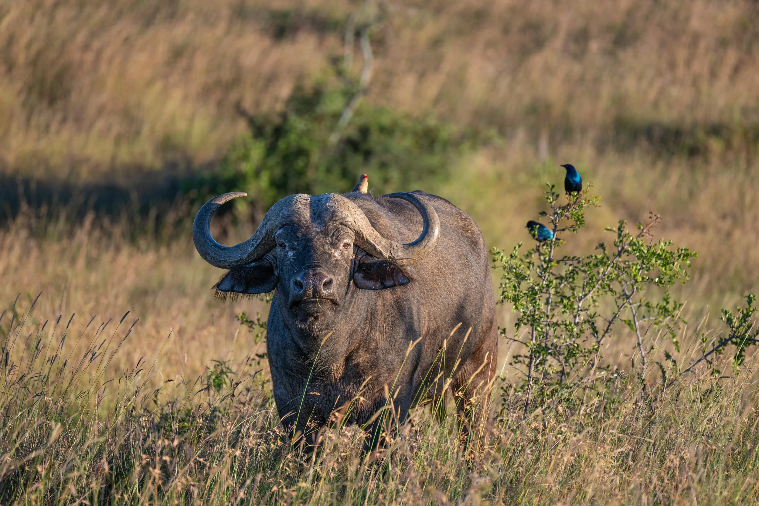 Africa2026VZ8_16582026.jpg