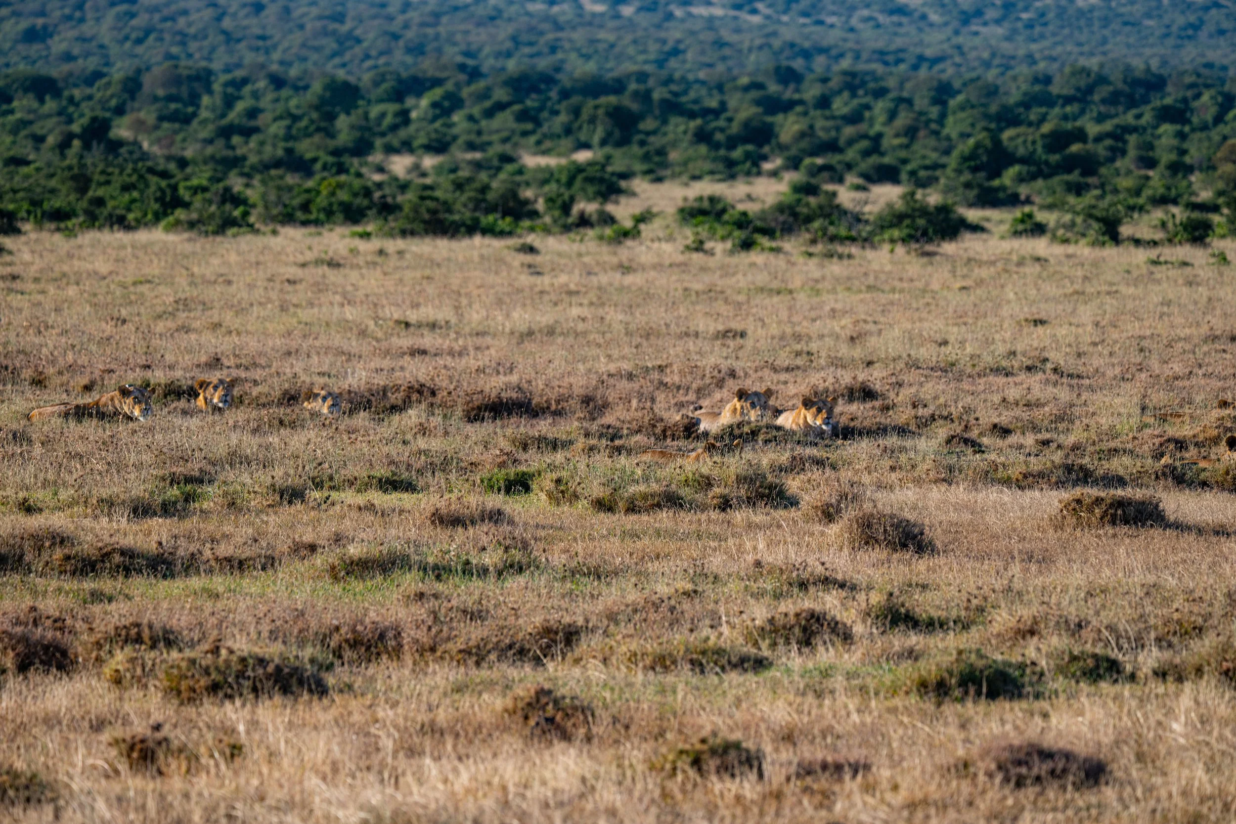 Africa2026VZ8_30462026.jpg