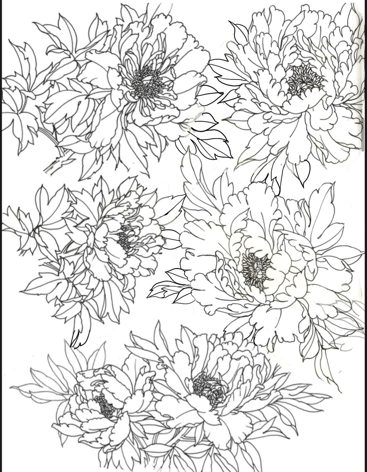 Line-work drawings of peonies for the Jason June digital download book of designs.