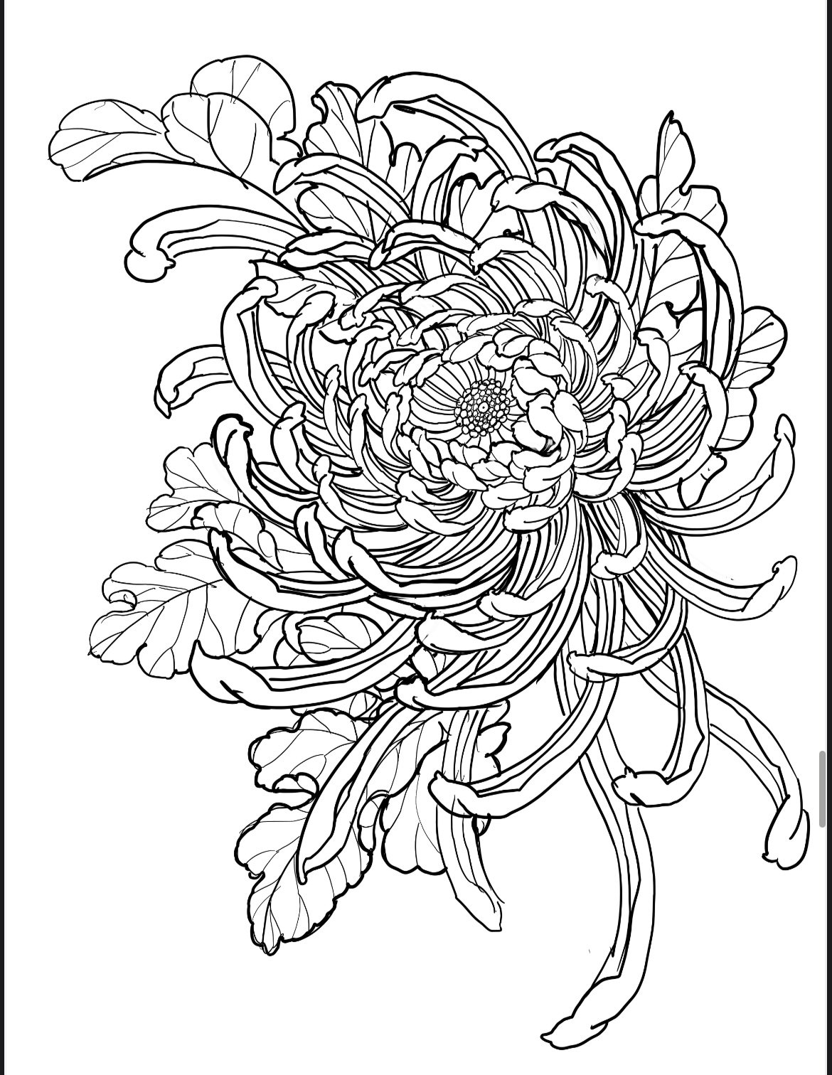 Large chrysanthemum linework tattoo design available in Jason June digital book of tattoo line drawings.