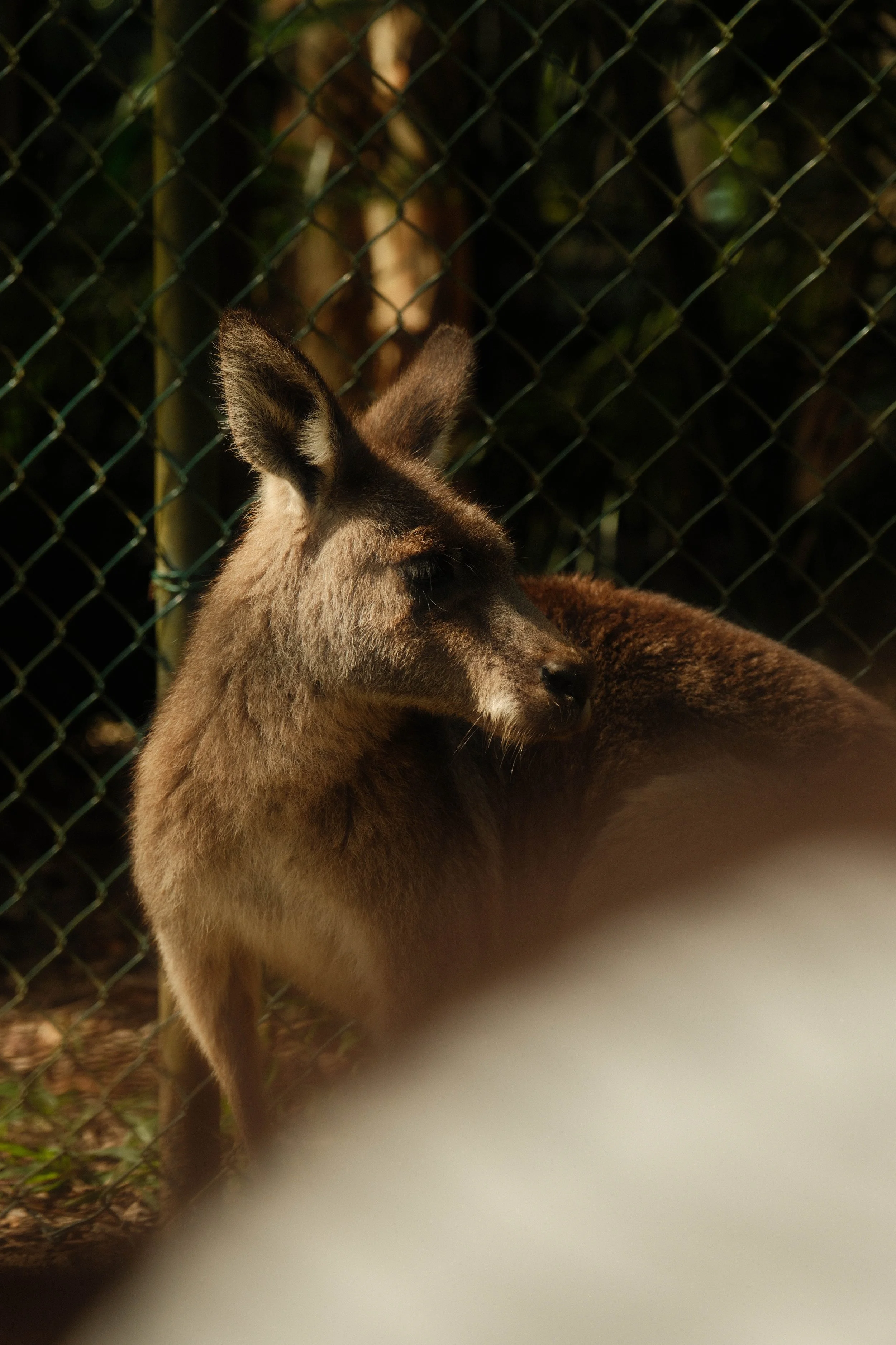 DSCF2314-2.jpg