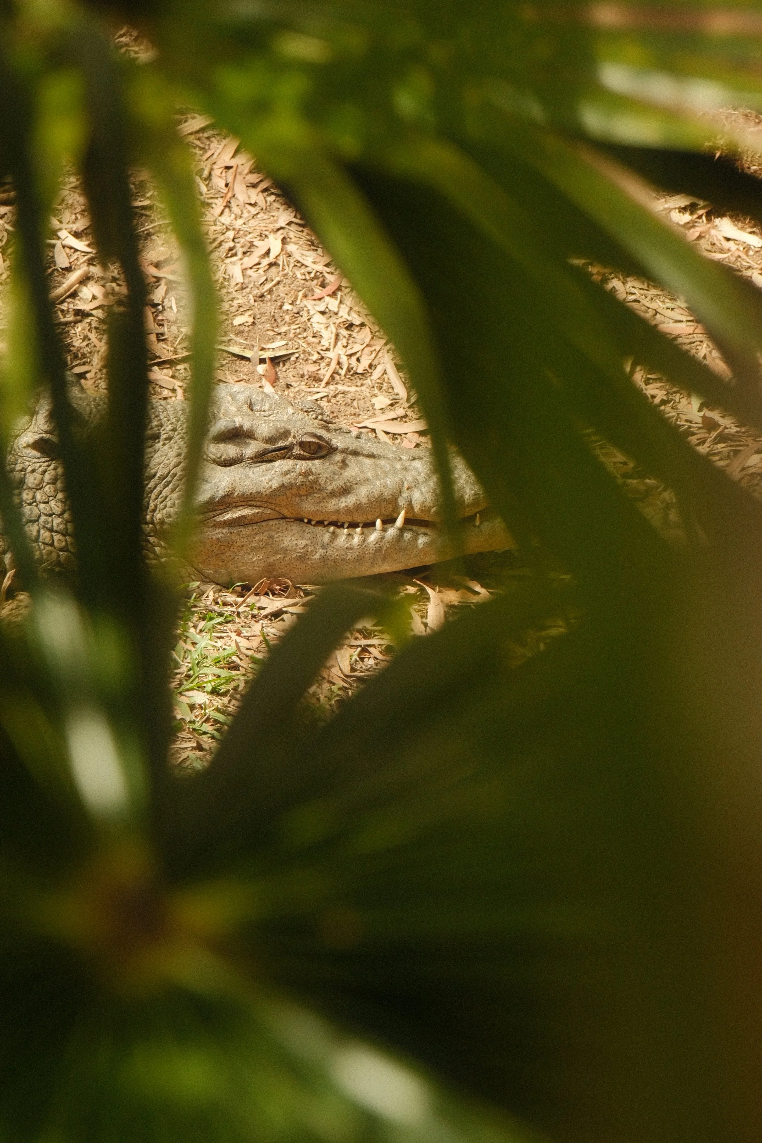 wildlife.