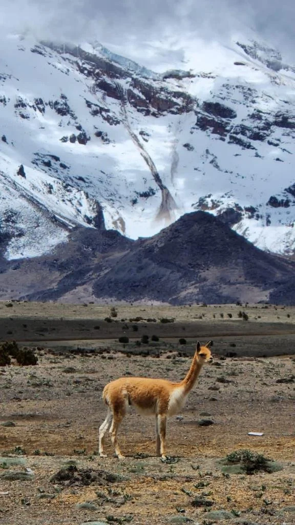 vicuña.jpeg
