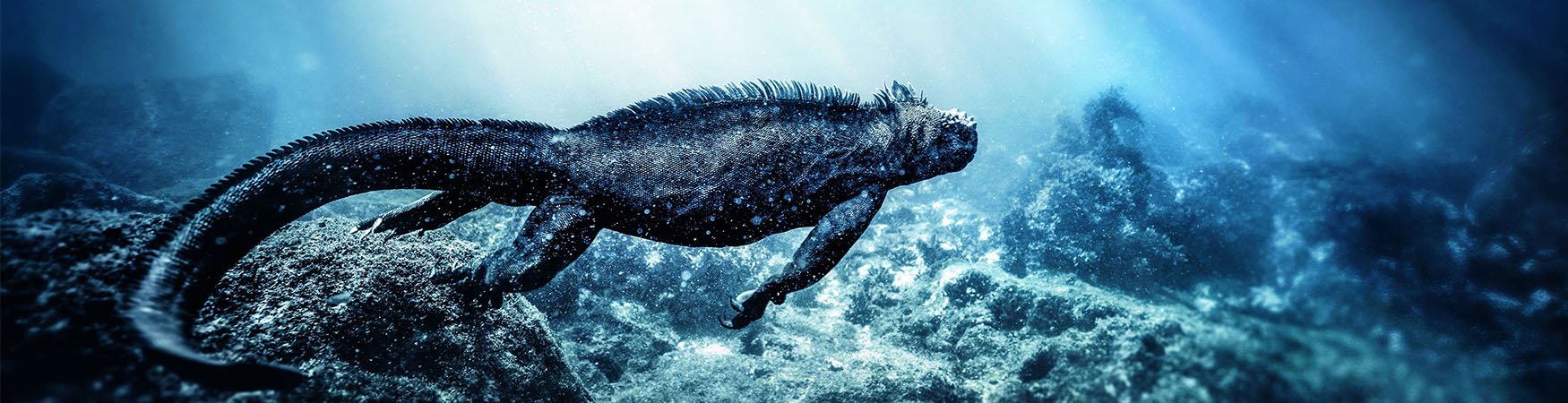 Marine-Iguana-Galapagos-Islands.jpg