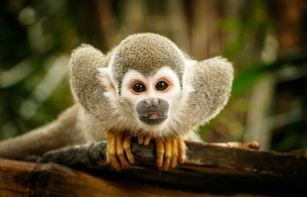 article-rainforest-monkeys-of-ecuador2.jpg