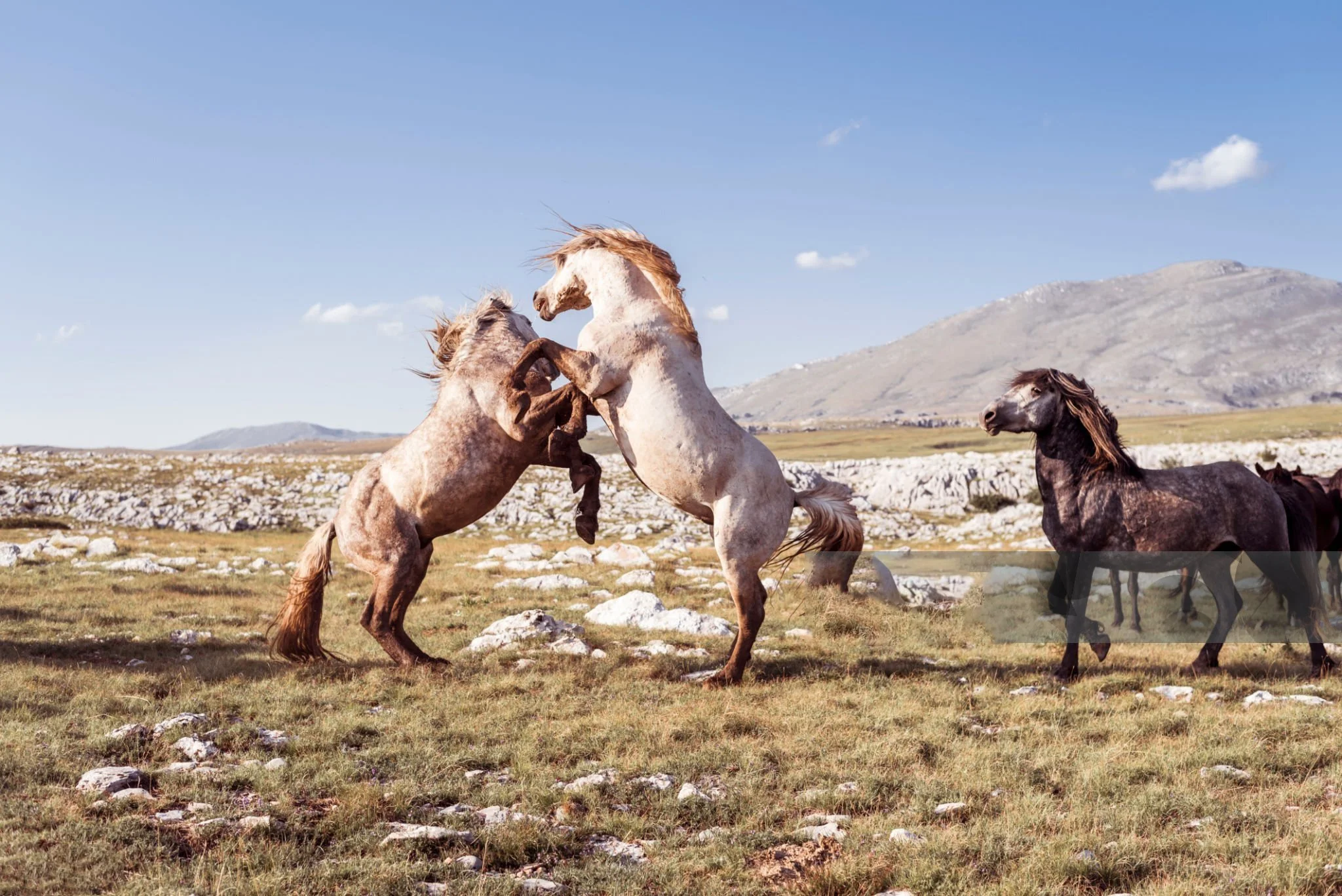 horses 2.jpg