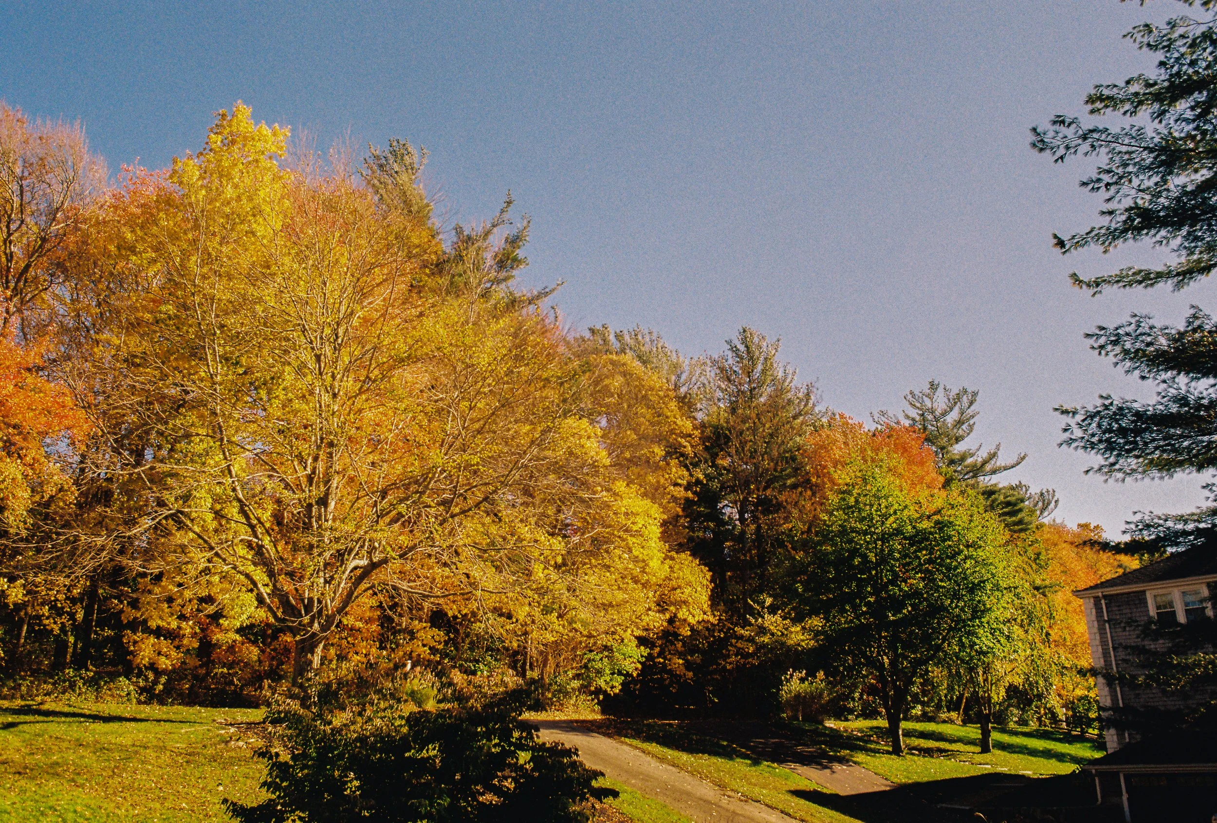 A sunny daytime scene of trees with colorful autumn leaves along a residential street with a house partially visible on the right.