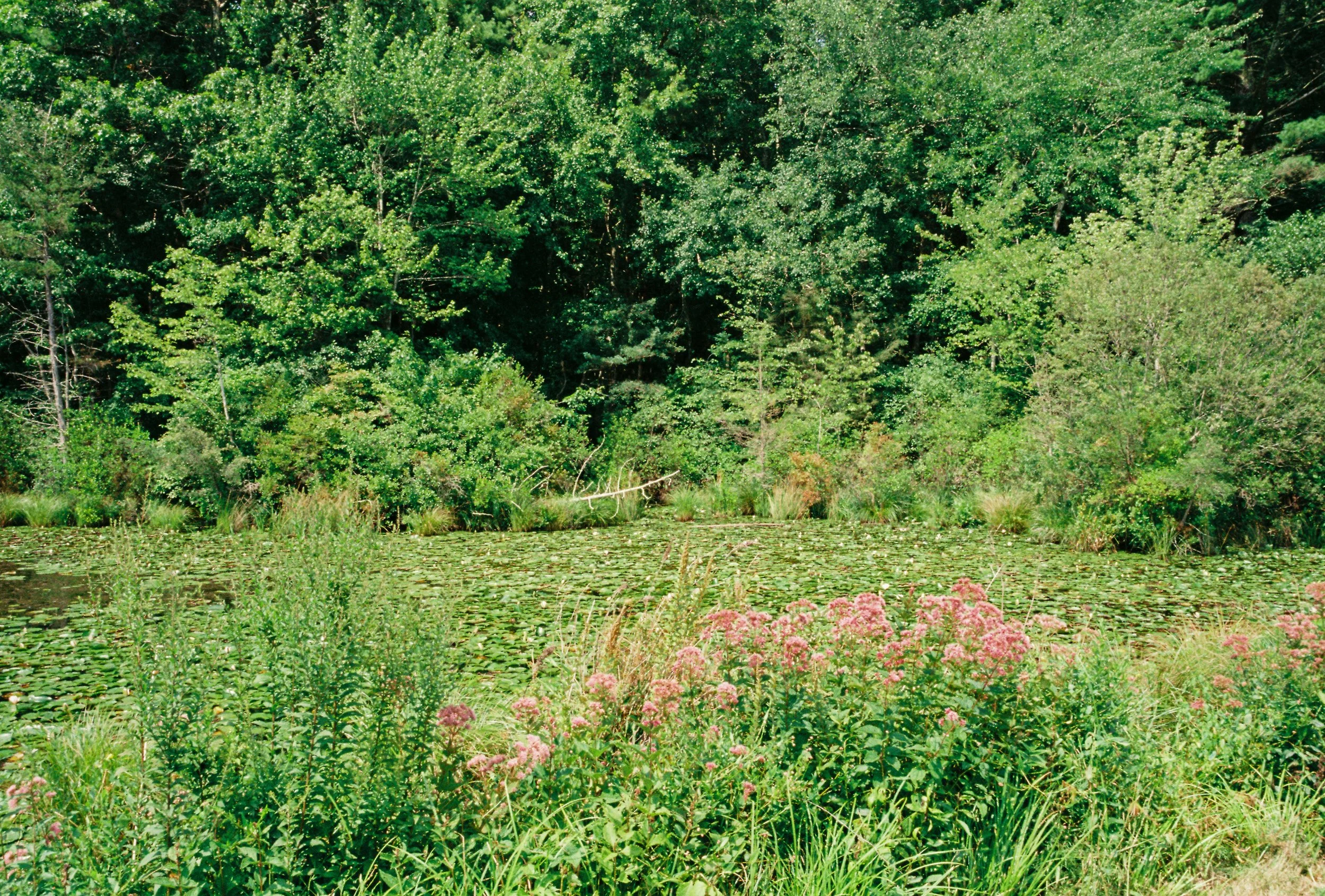 A pond surrounded by dense green trees and pink flowers at the water's edge.
