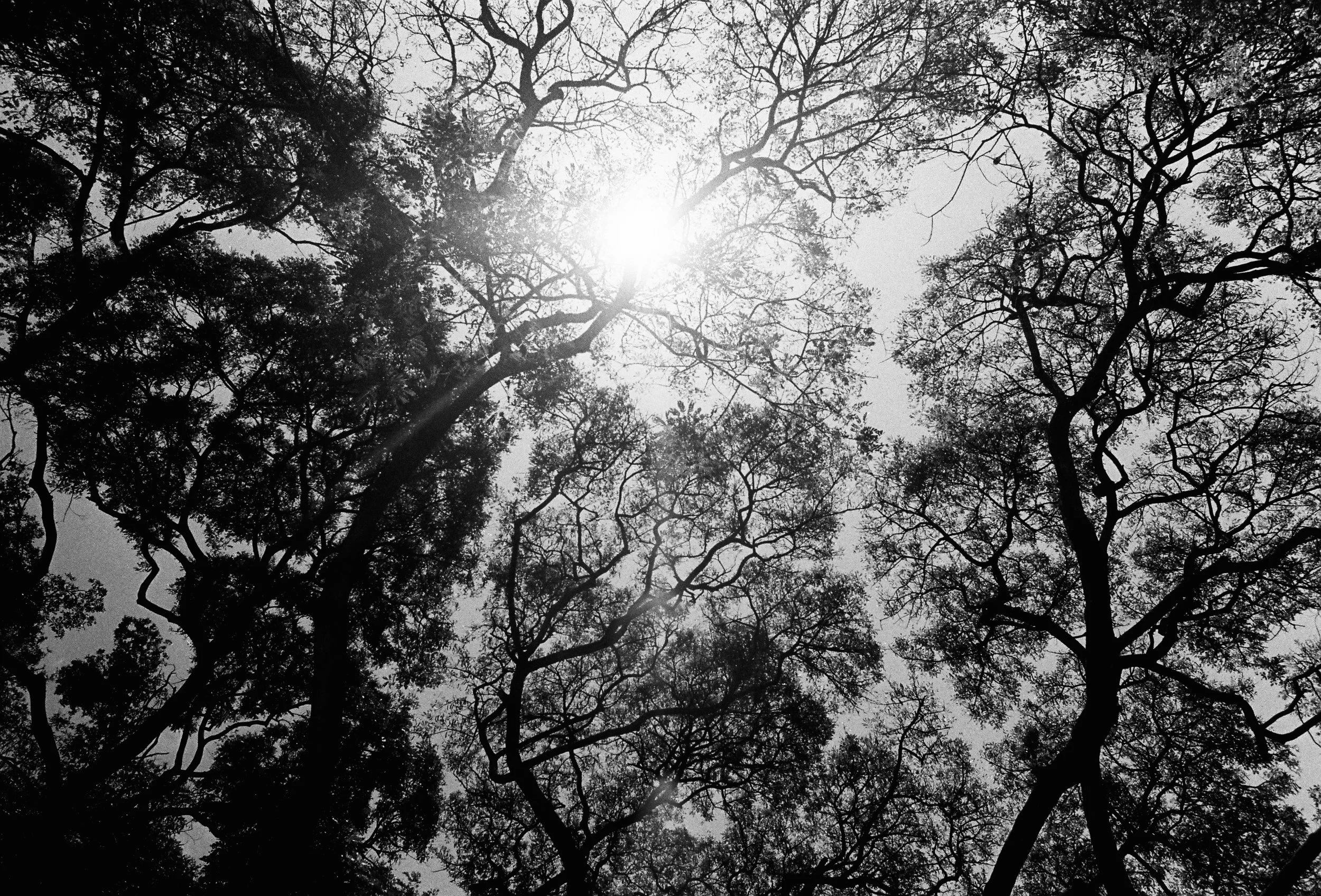 Black and white photo of tree branches and leaves with the sun shining through in the sky.