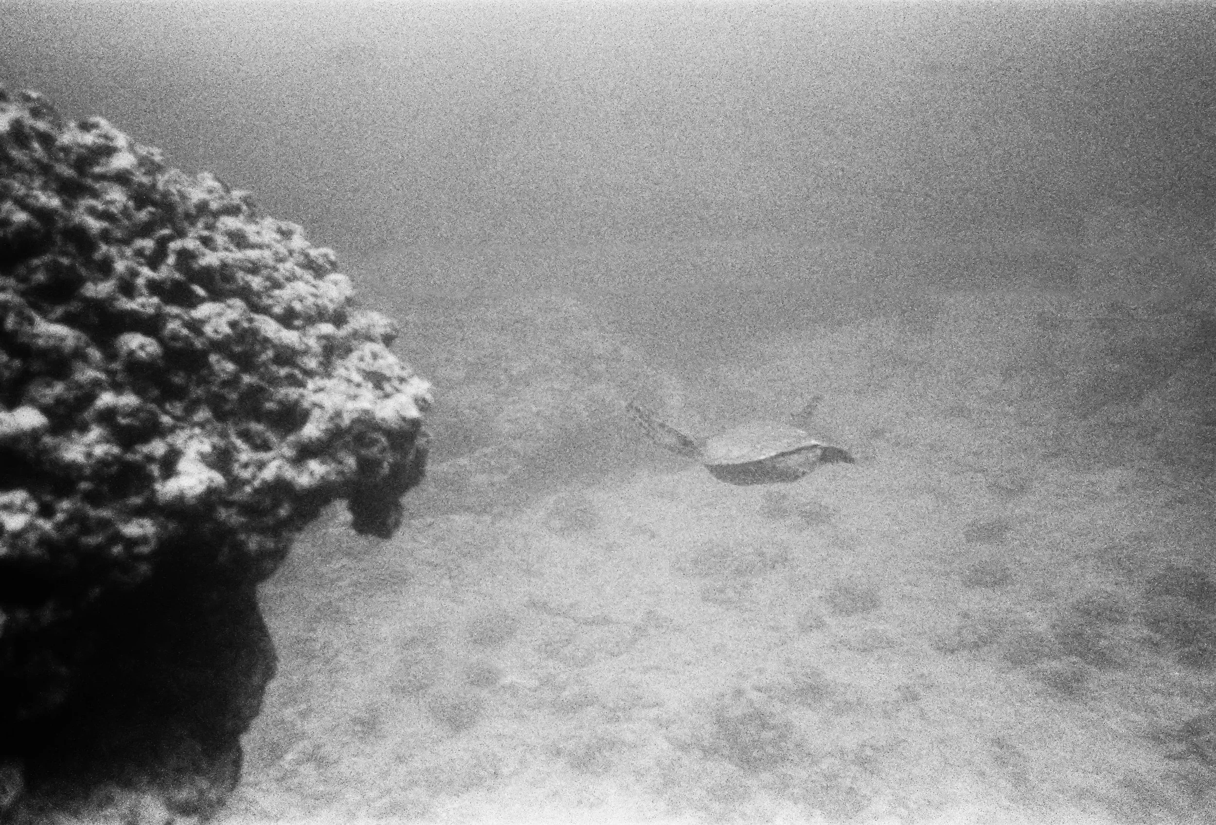 Underwater scene with a fish swimming near a coral reef on the left, in black and white.