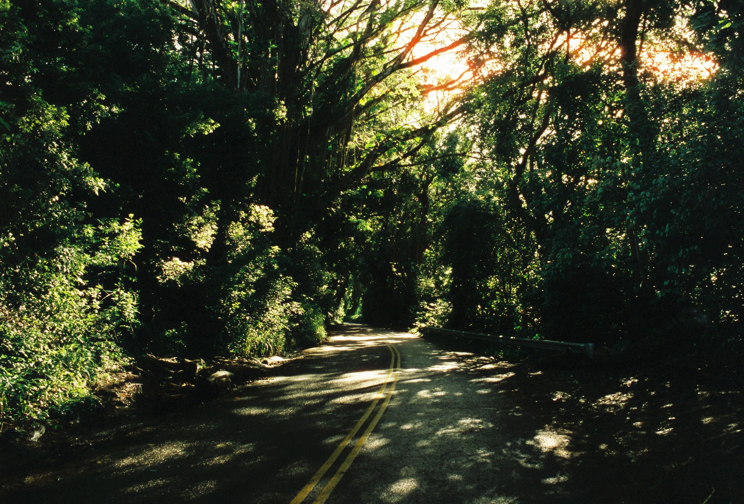A narrow road through a dense forest with trees forming a canopy overhead, sunlight filtering through the leaves, and shadows cast on the pavement.