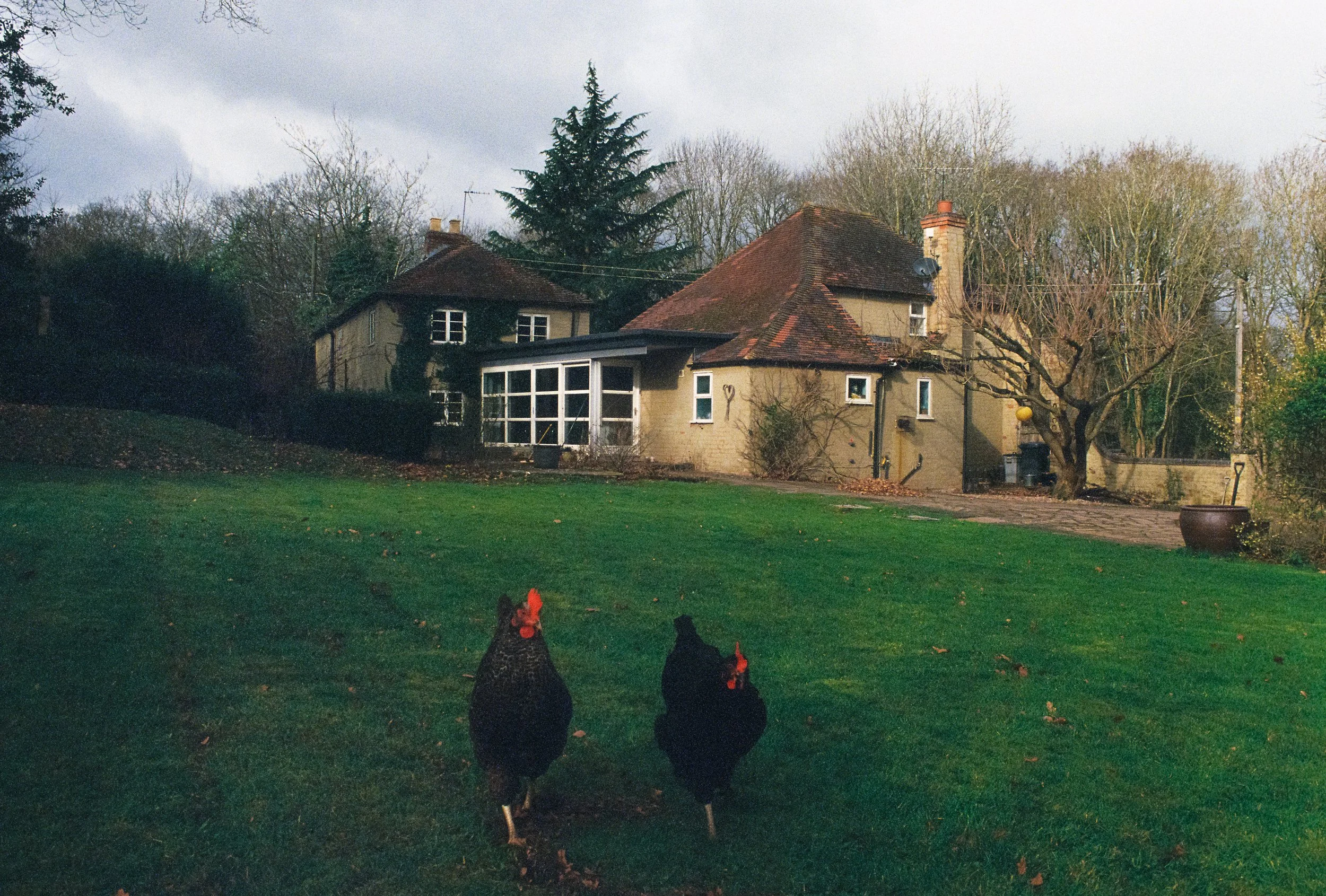 A backyard with a green lawn, two chickens walking towards a large house with a terracotta tile roof, surrounded by trees and bushes, under a cloudy sky.