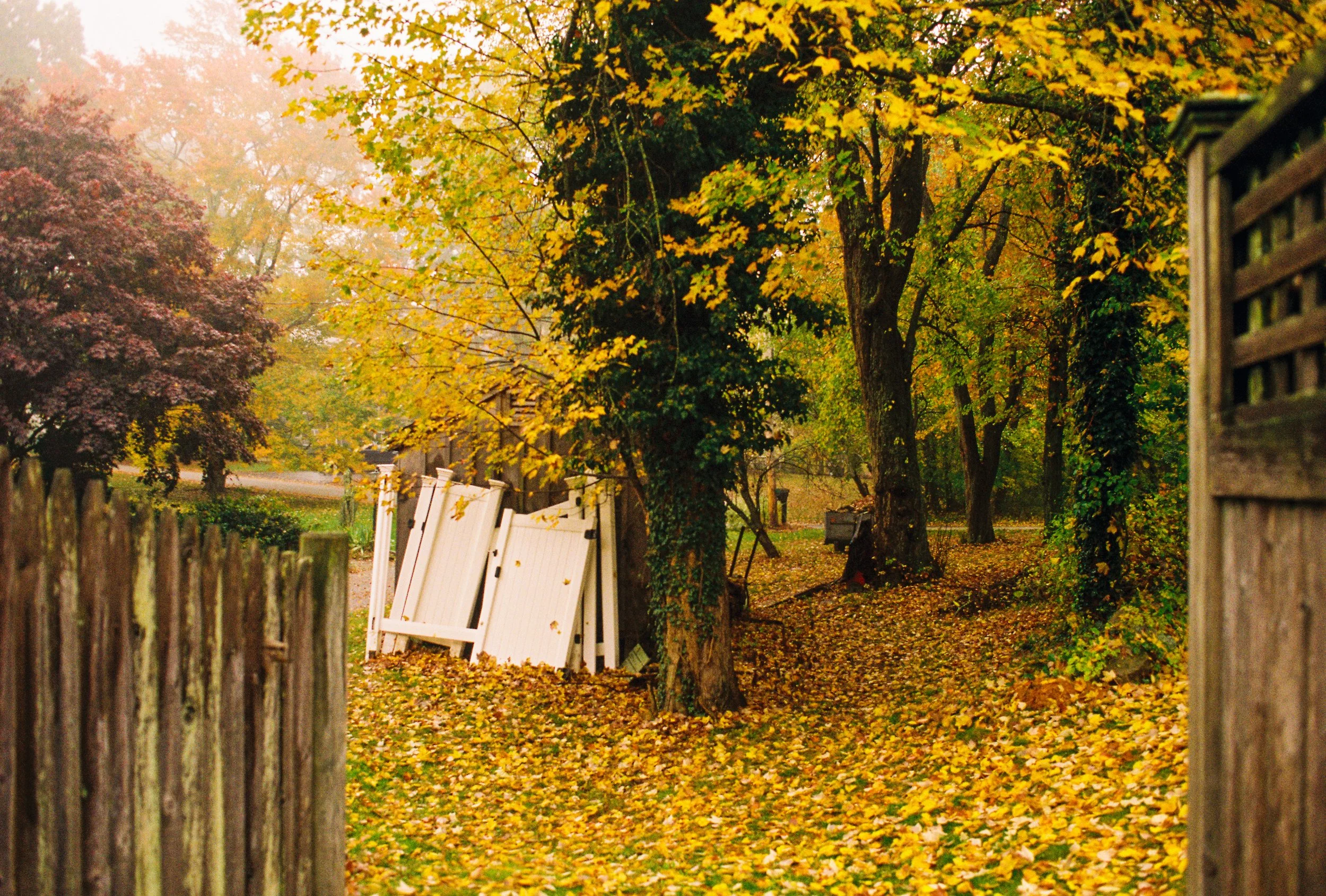 A backyard scene in autumn with fallen yellow leaves on the ground, trees with yellow and green leaves, a wooden fence on both sides, and some white fences leaning against a tree.