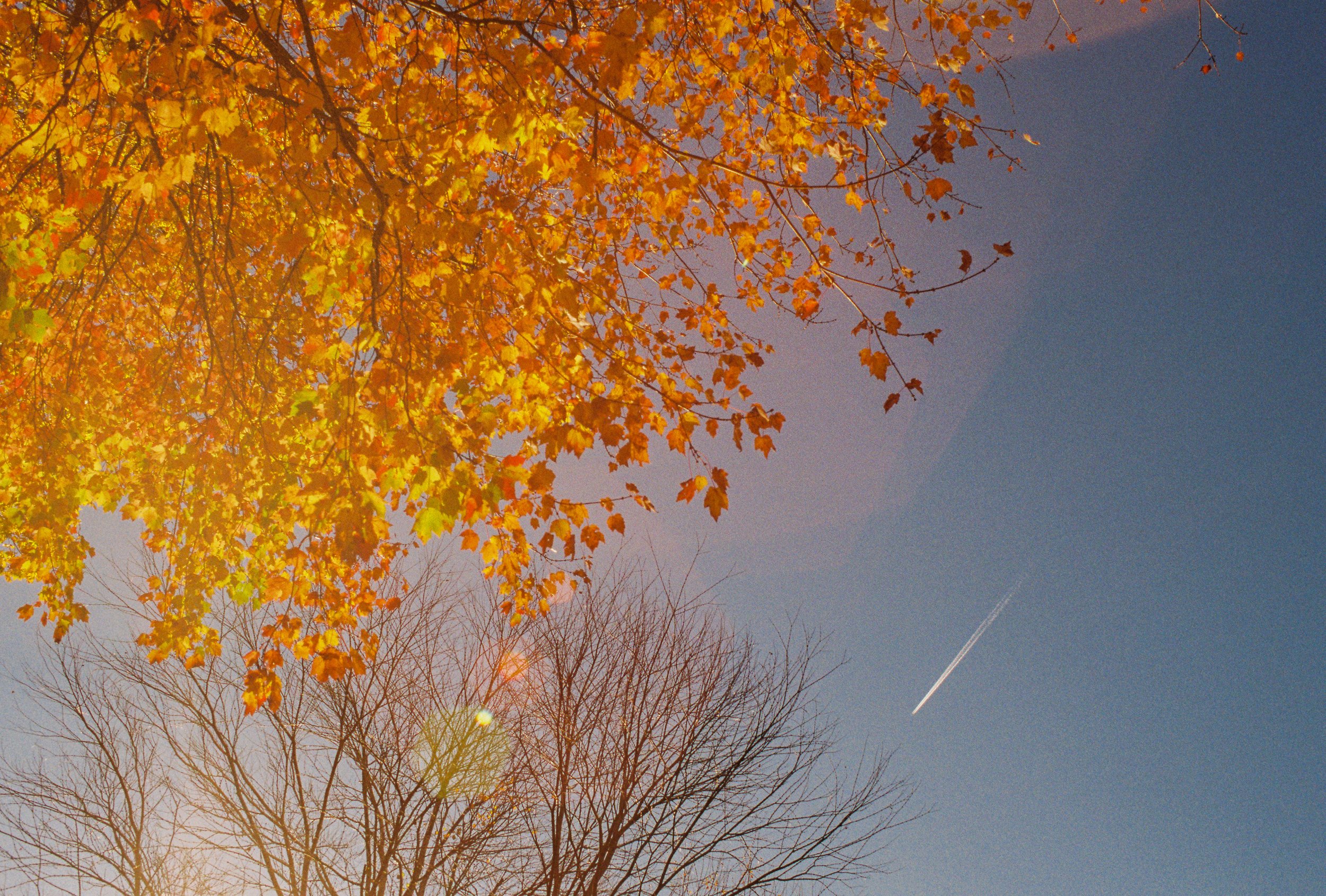 The image shows a clear blue sky with a jet trail, and the tops of trees, some with vibrant orange and yellow autumn leaves, and some without leaves, indicating a late fall.