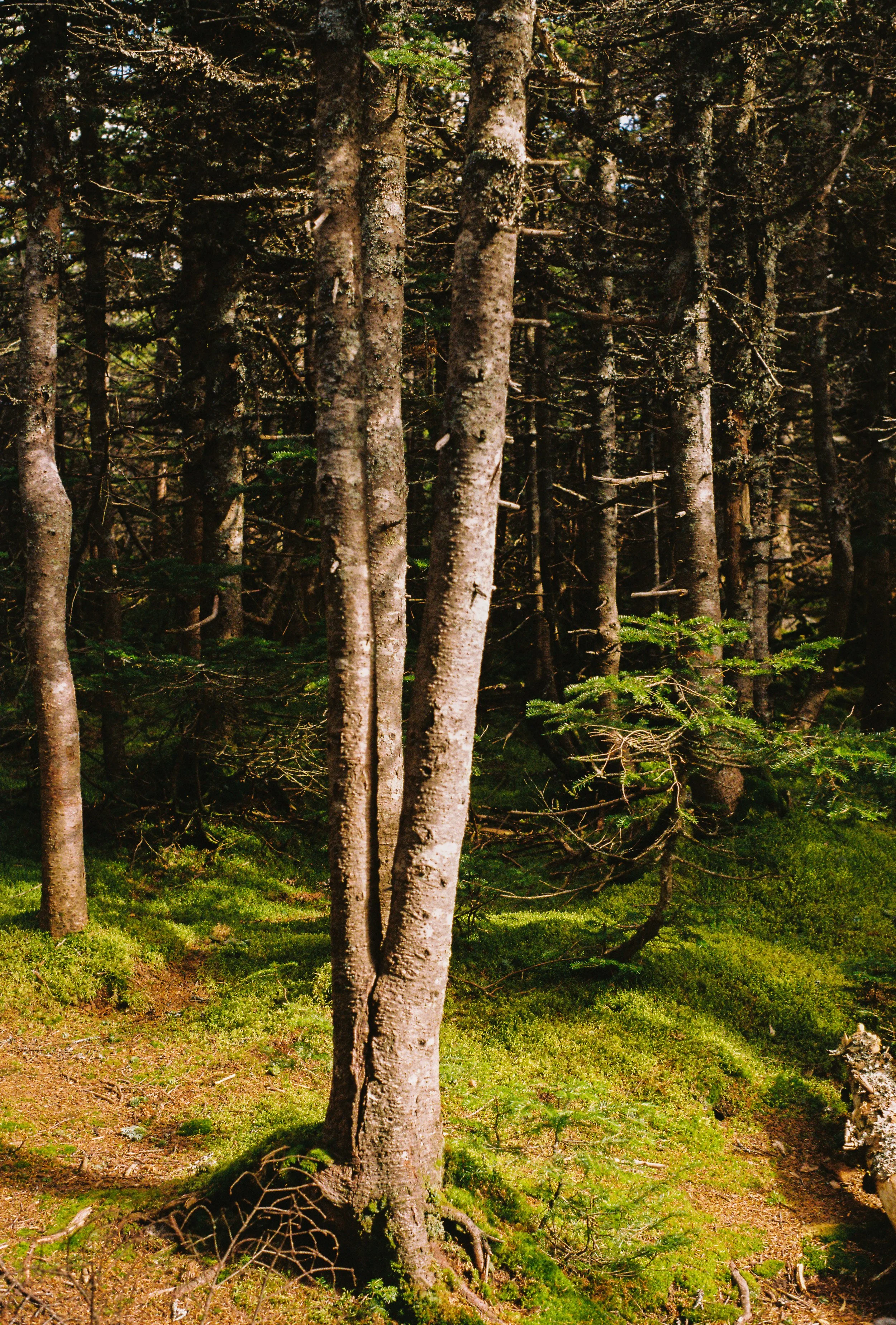 Dense forest with tall trees and green mossy ground
