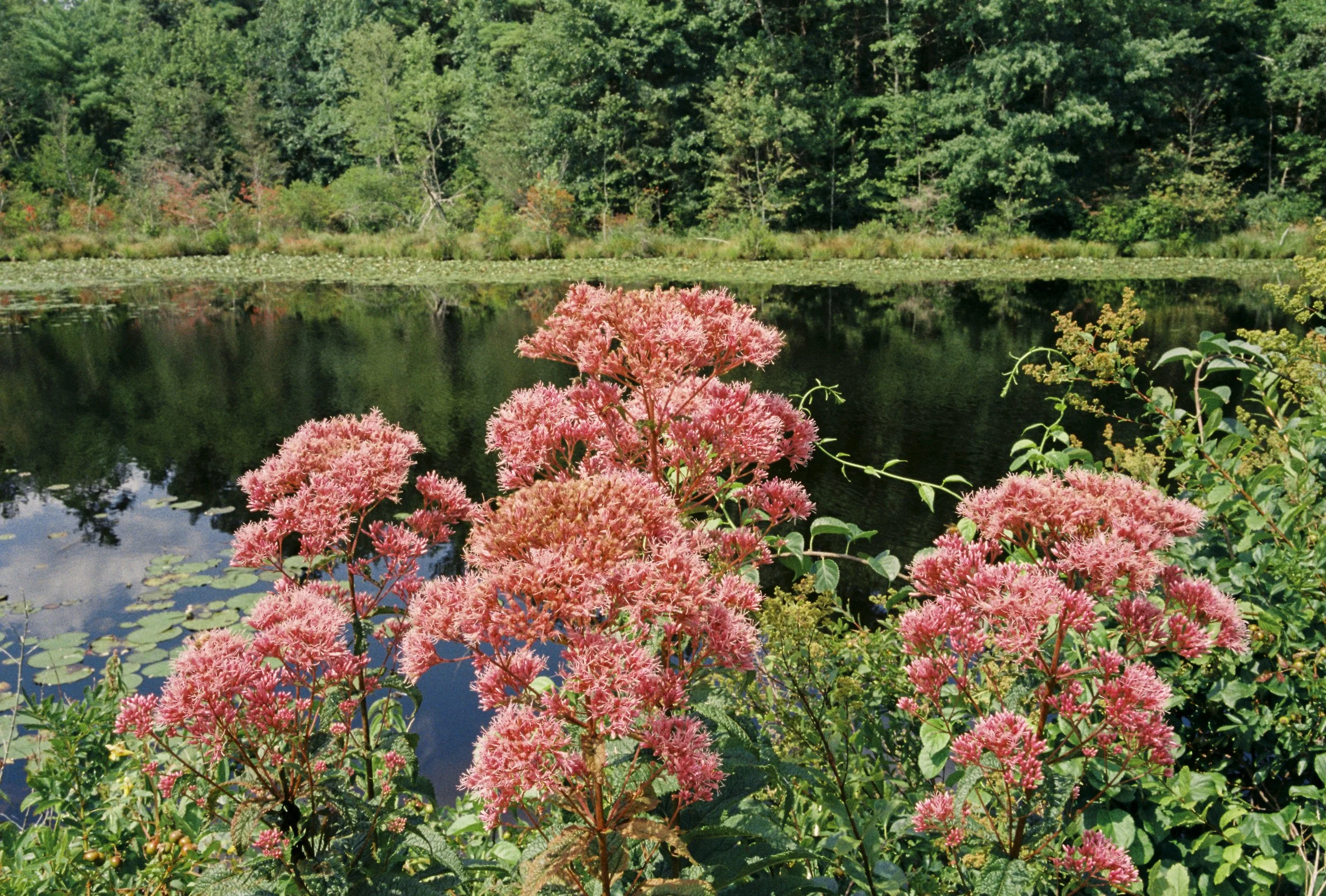 Hollow Joe-Pye Weeds