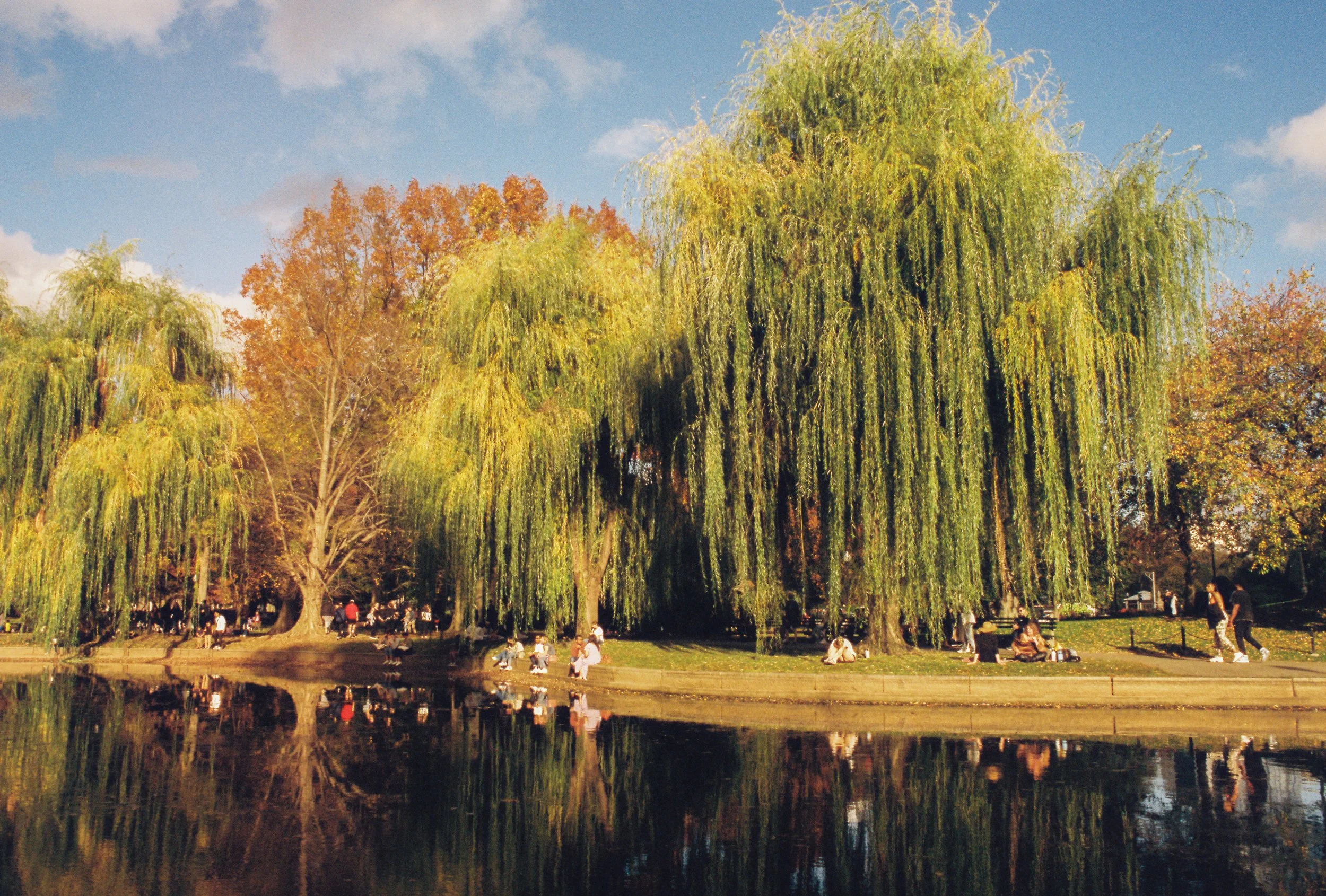 Scene of a park with large willow trees near a pond, people sitting on benches and walking, autumn foliage in background, clear blue sky, and reflections on water.