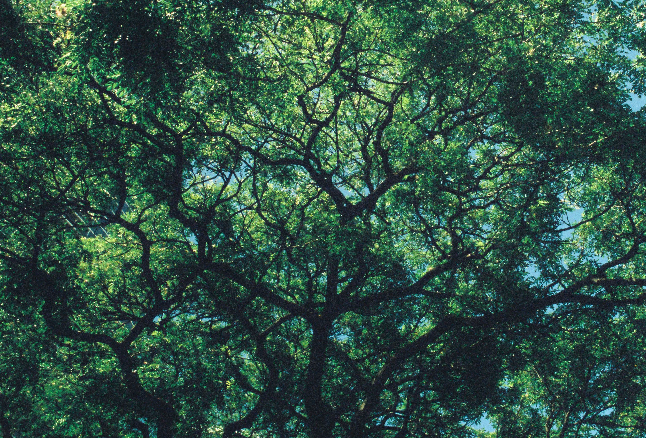 Looking up at a large tree with dense green foliage and visible branches against the sky.