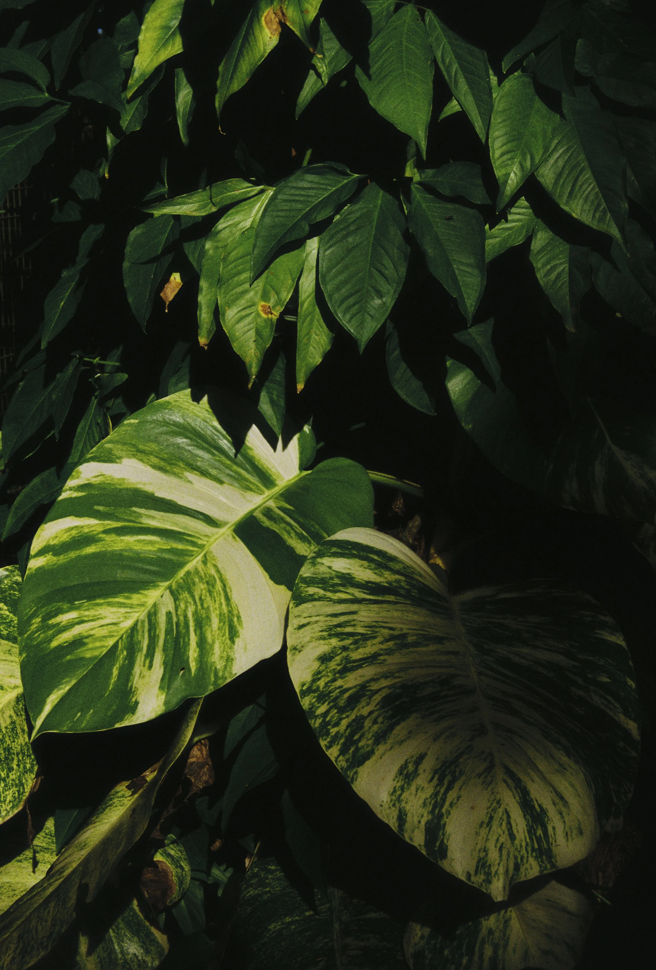 Close-up of green and yellow variegated leaves of a tropical plant.