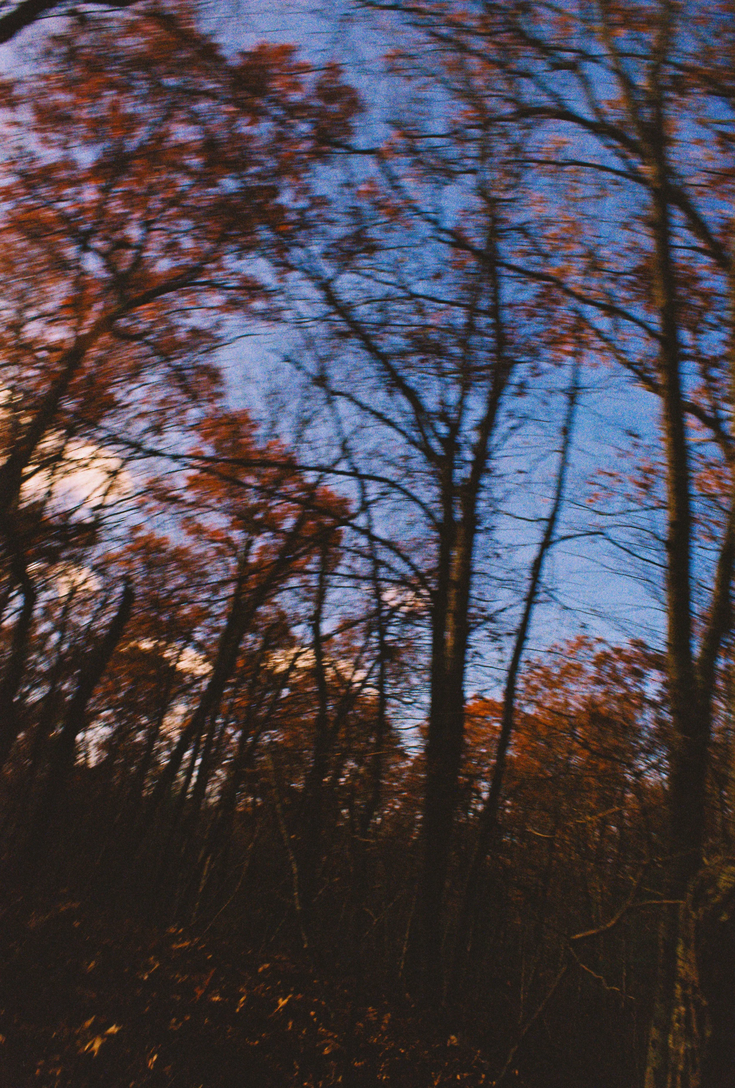 Blurred image of trees with orange and brown leaves against a blue sky during sunset or sunrise.