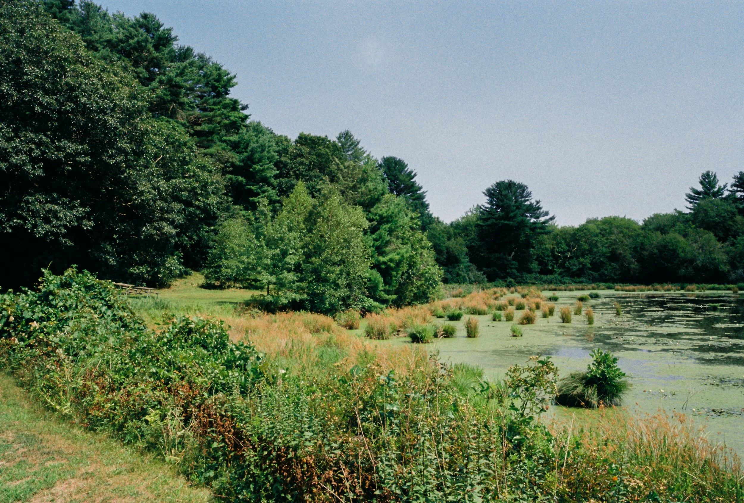 A peaceful pond surrounded by lush green trees and aquatic plants with a clear blue sky overhead.