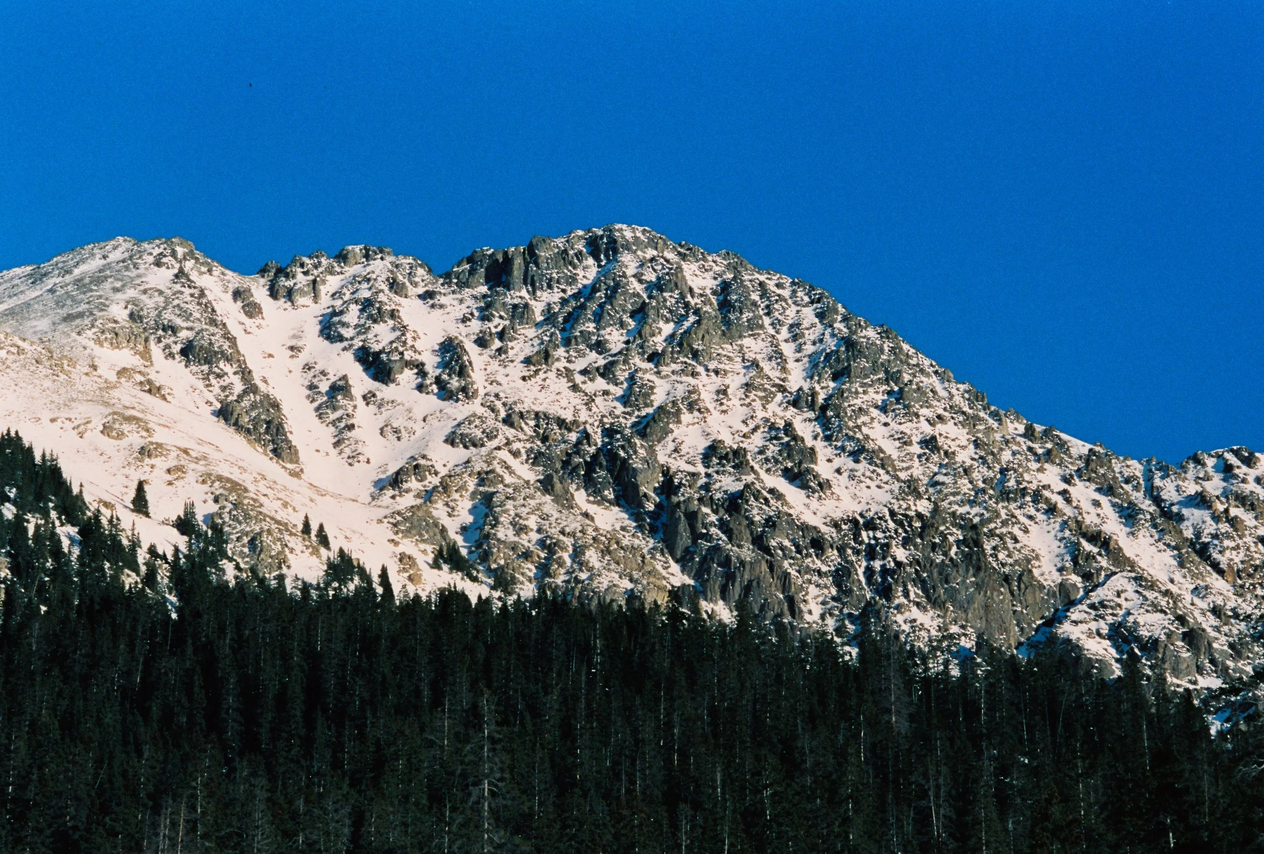 Snow-covered mountain range with dark green pine forest at the base and a clear blue sky overhead.