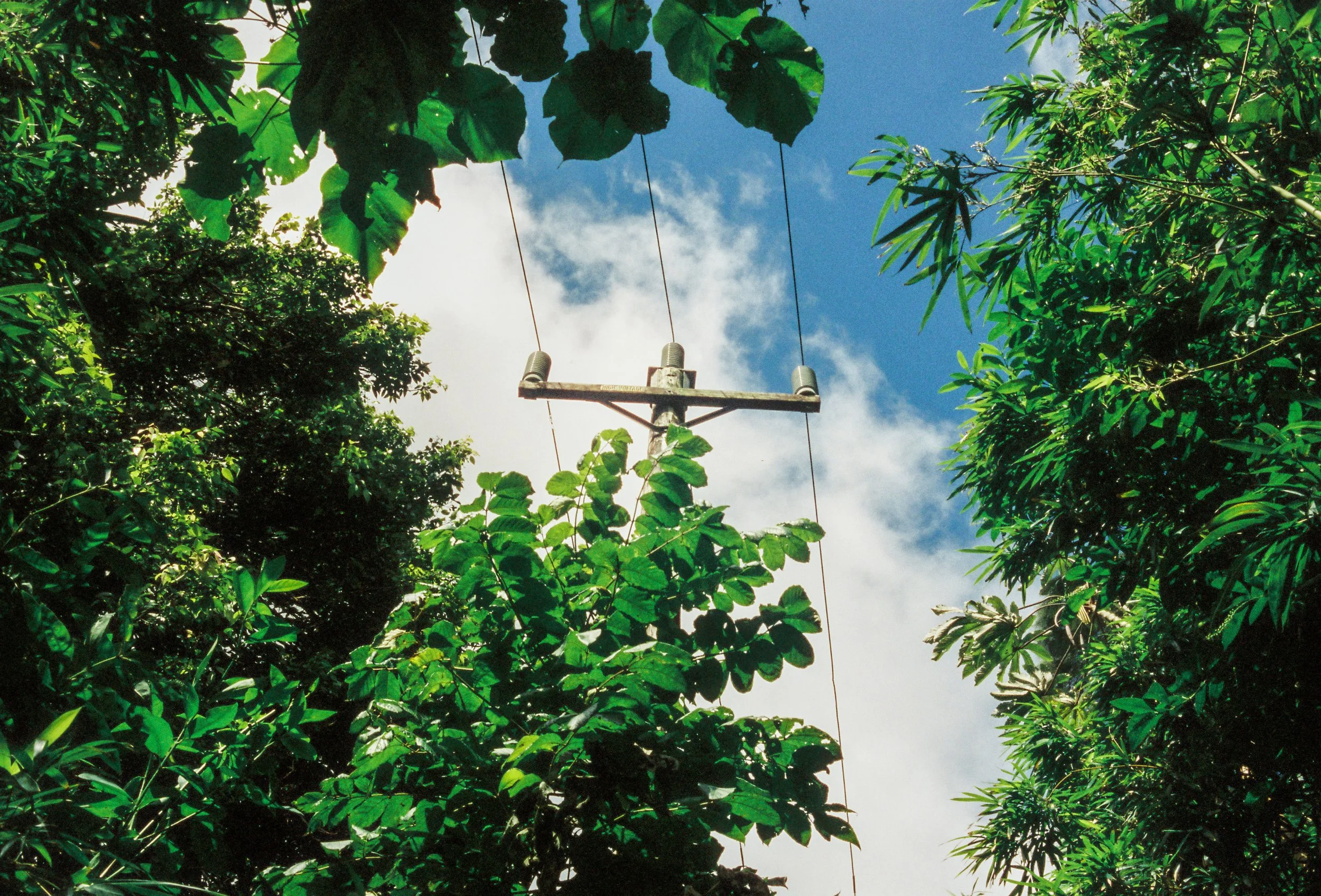View of electrical utility pole with wires seen through dense green tropical leaves against a blue sky with some clouds.