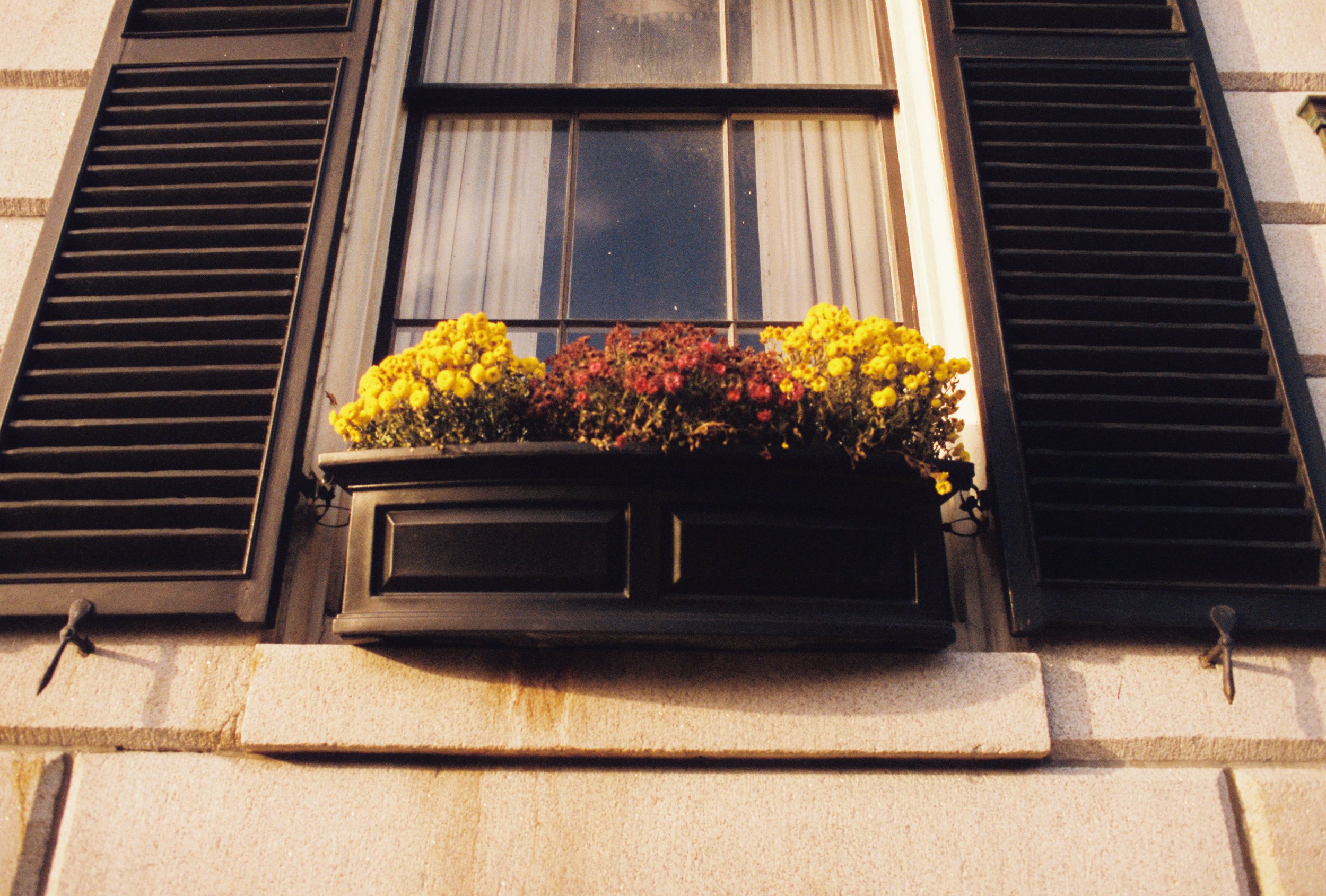 A window with black shutters on each side and a flower box filled with yellow and pink flowers beneath the window.