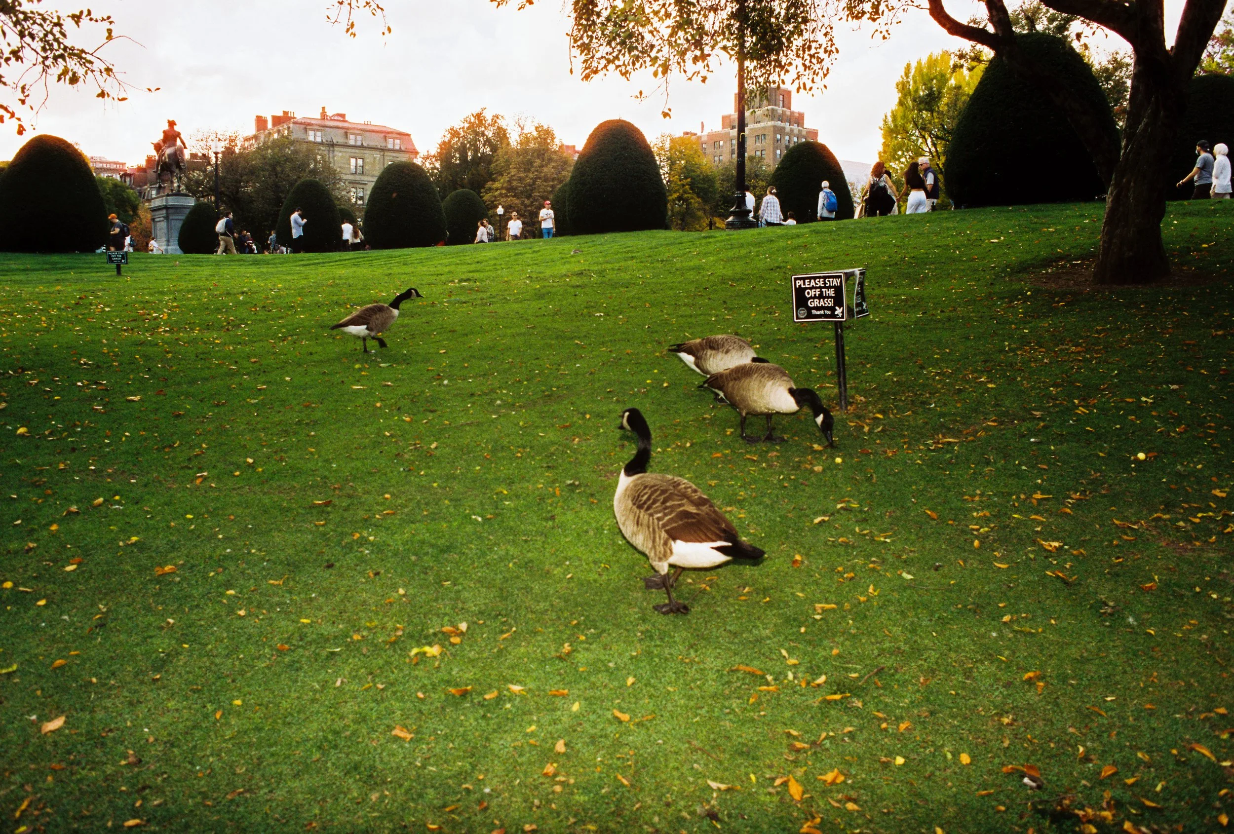 Geese on a grassy park area near a sign that reads 'Please stay off the grass!' in front of a cityscape with trees and buildings, during sunset.