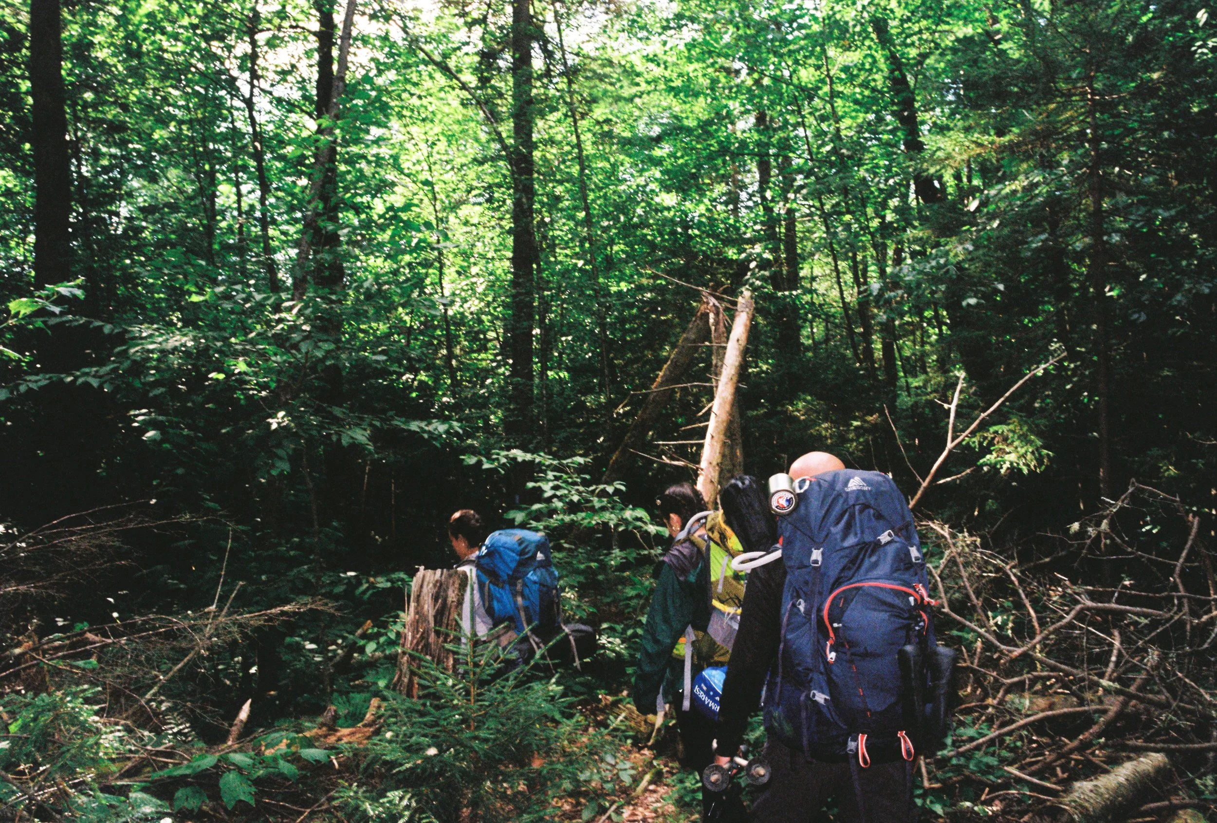 Three hikers with backpacks walking through a dense forest with lush green trees and fallen logs.