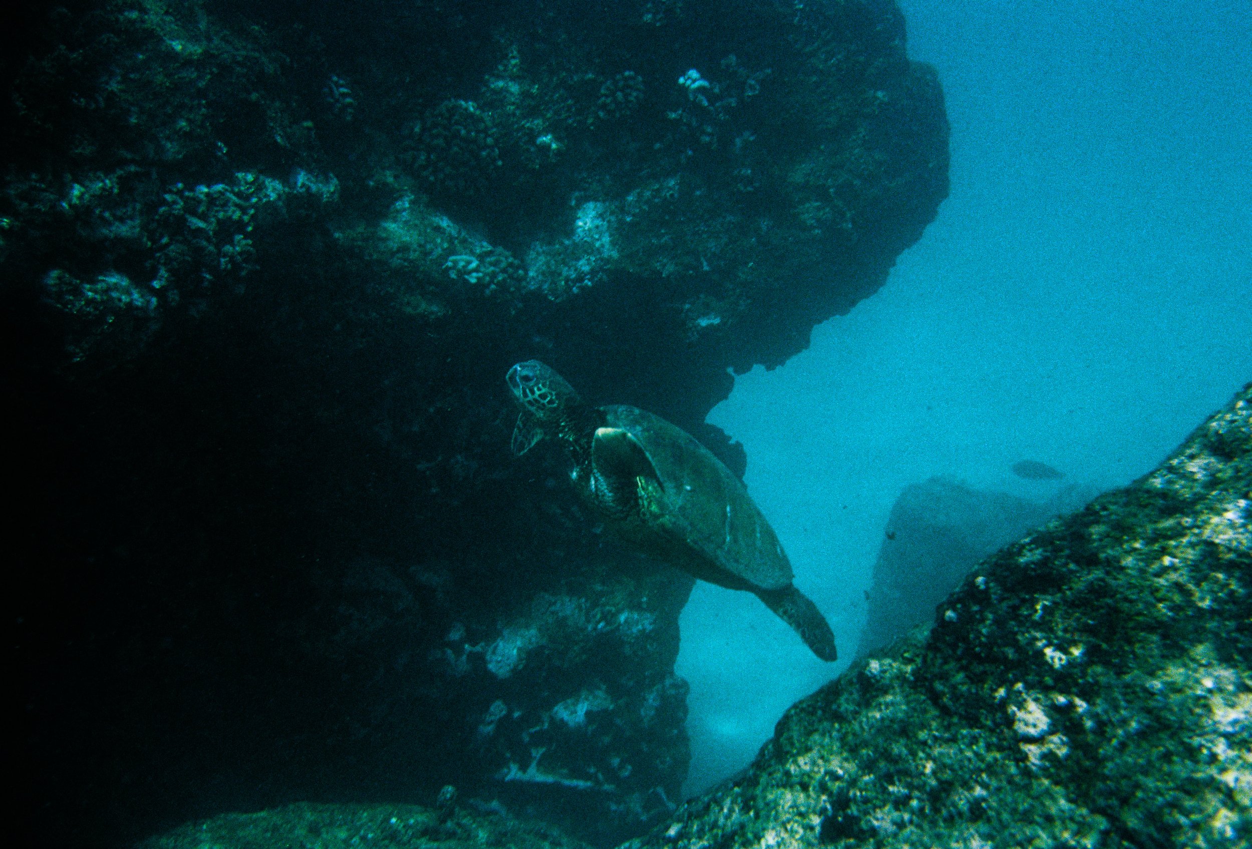 A sea turtle swimming between rocky underwater formations.