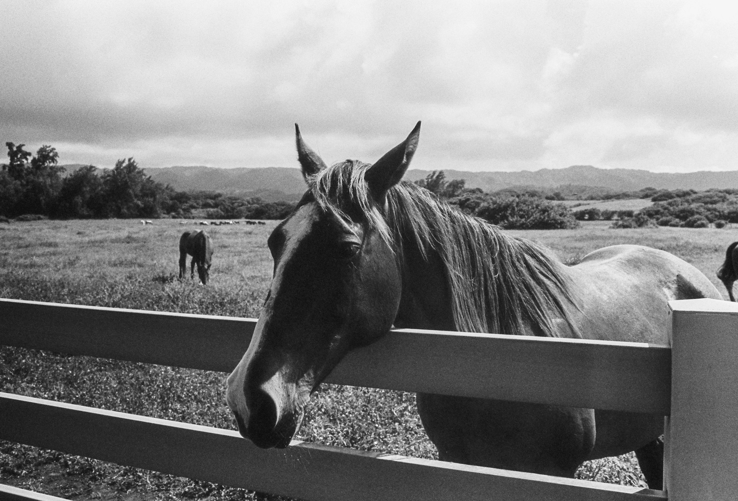 A black and white photo of a horse leaning over a fence, with a field and other horses in the background under a cloudy sky.
