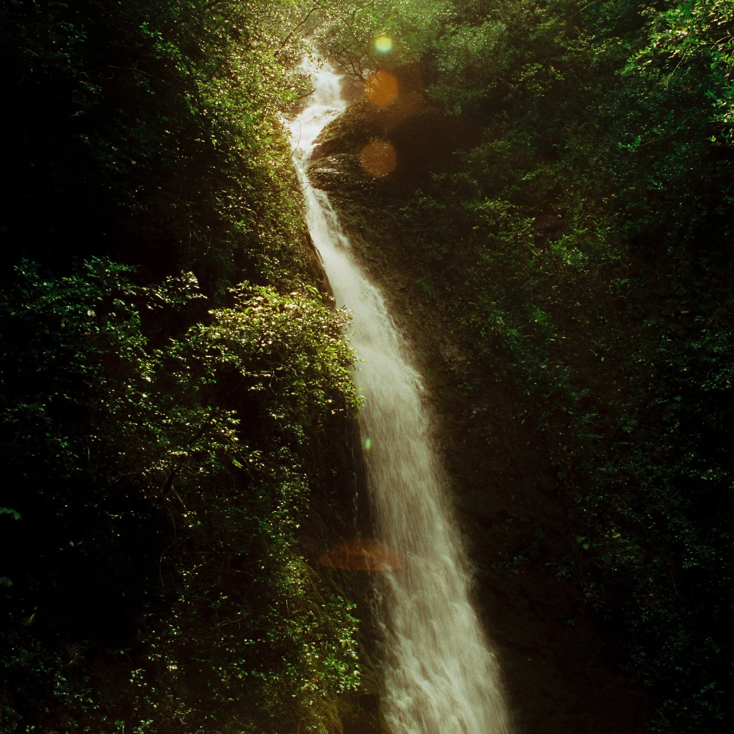 Manoa Falls
