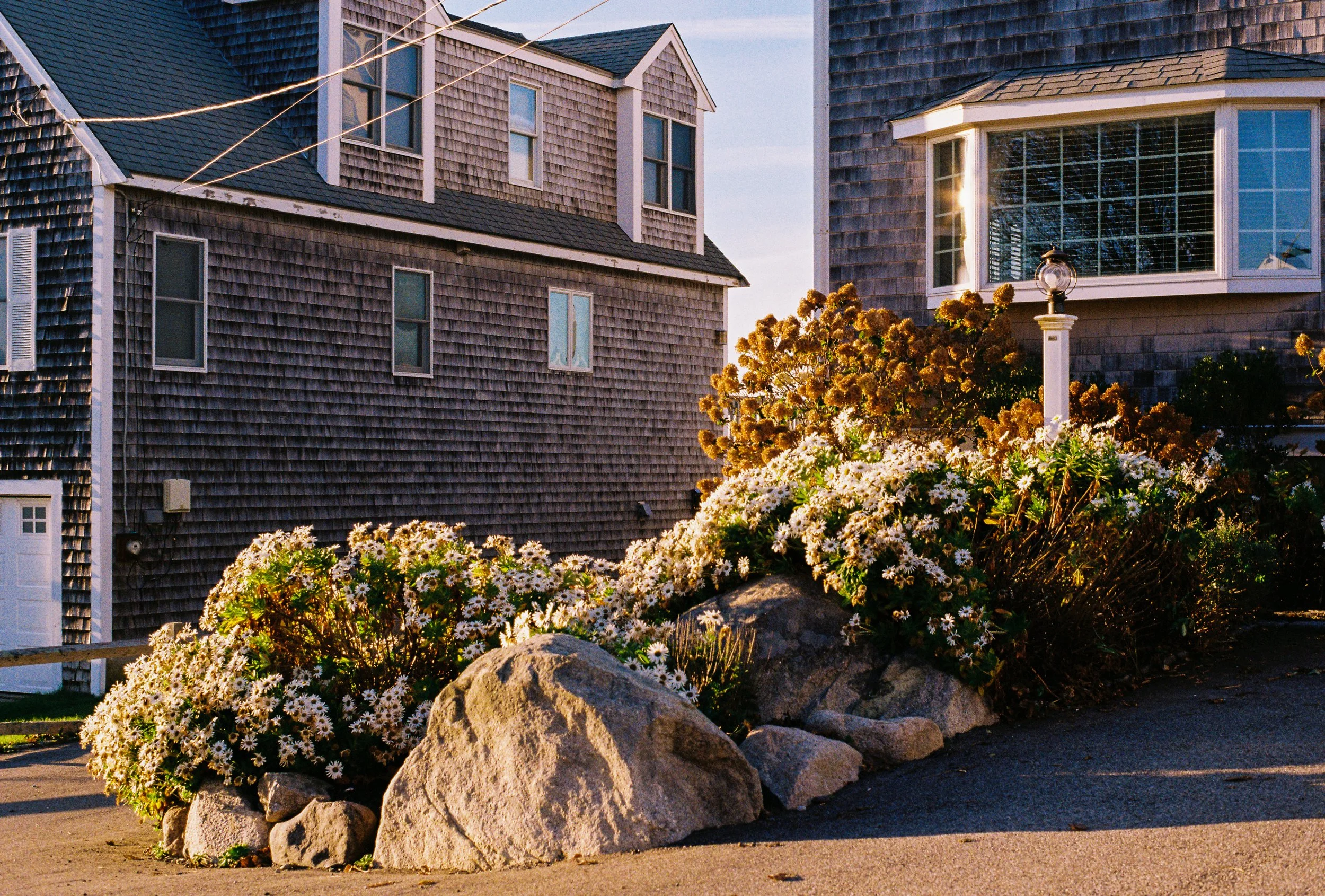 Houses with shingle siding, a street lamp, and flower bushes with white daisies and yellow flowers in a residential neighborhood during sunset.