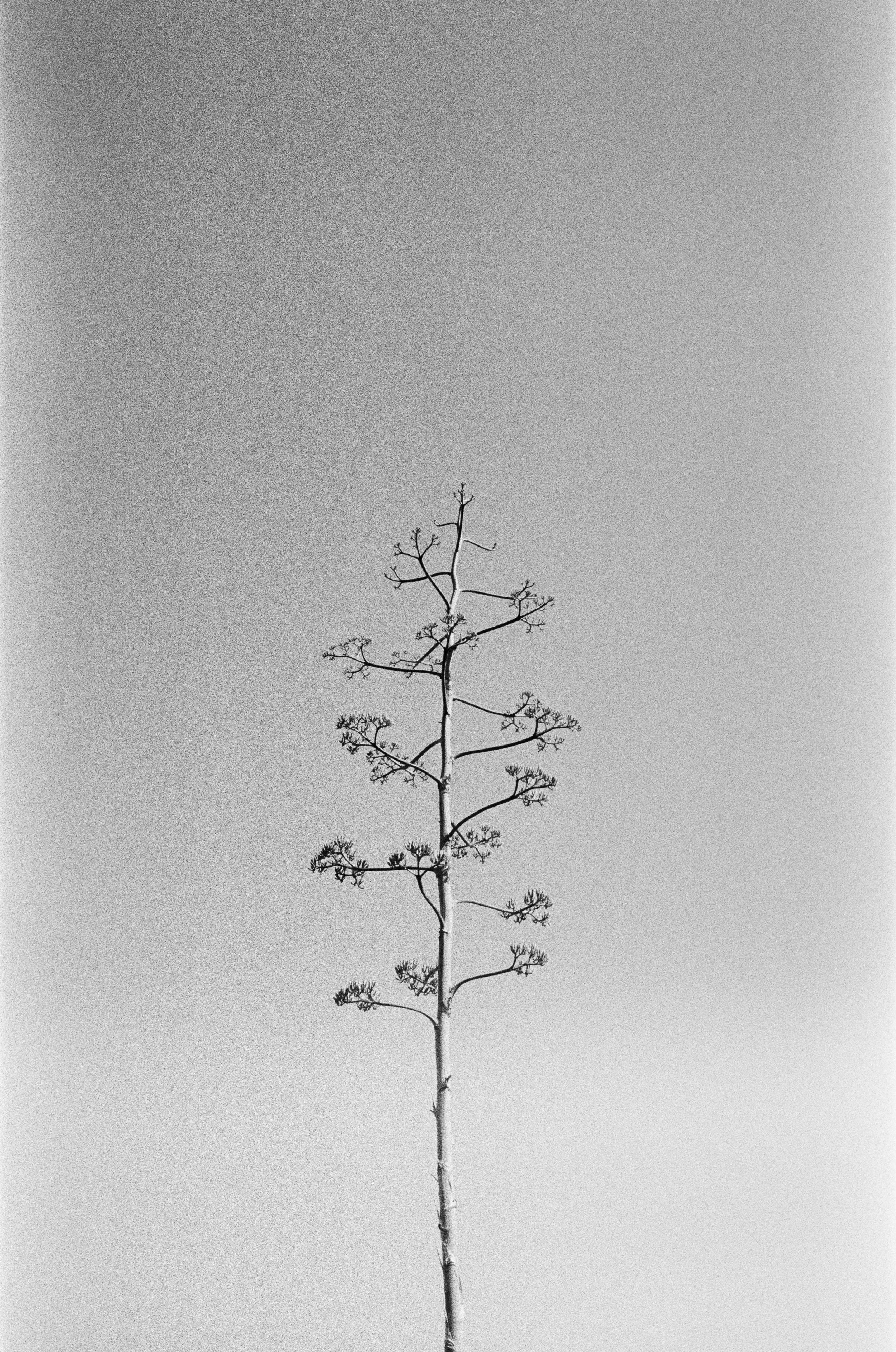 Florida's Christmas Tree