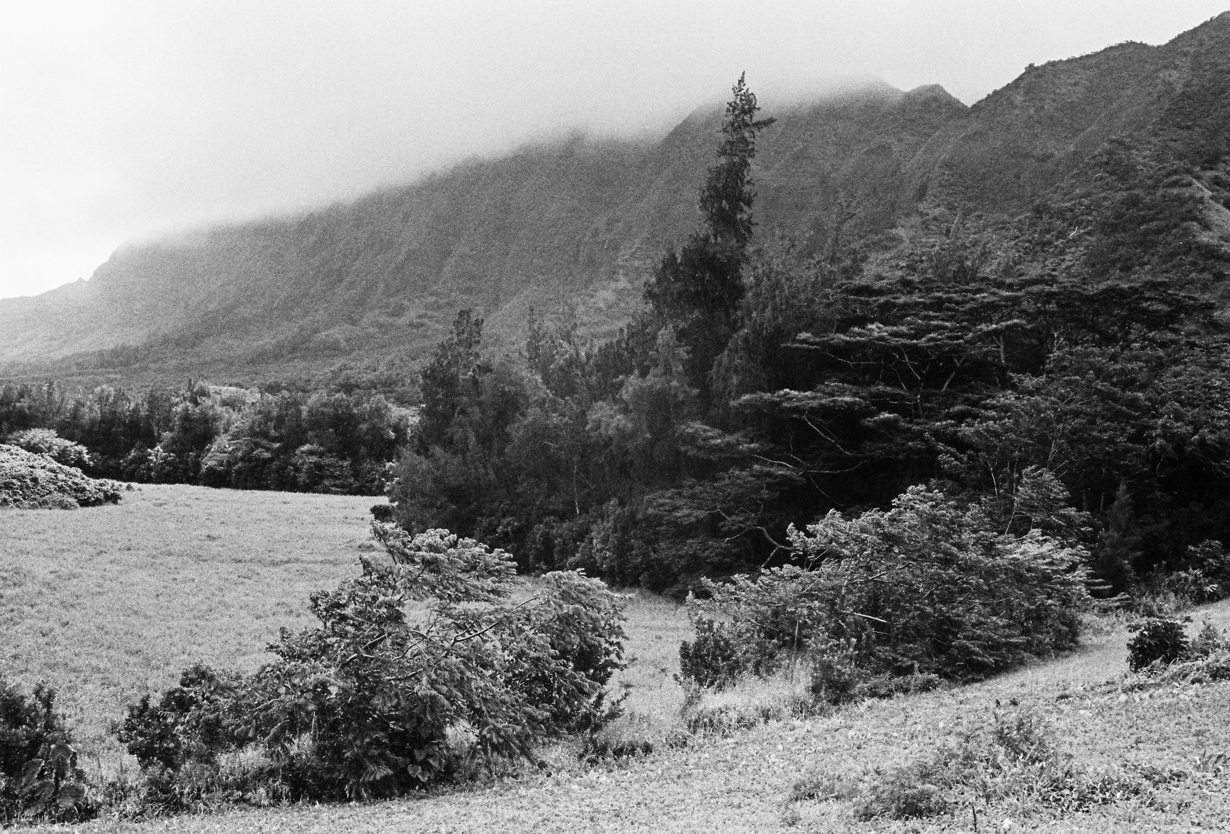 Black and white landscape photo of mountains in the background with clouds at the peaks, dense trees and bushes in the foreground.